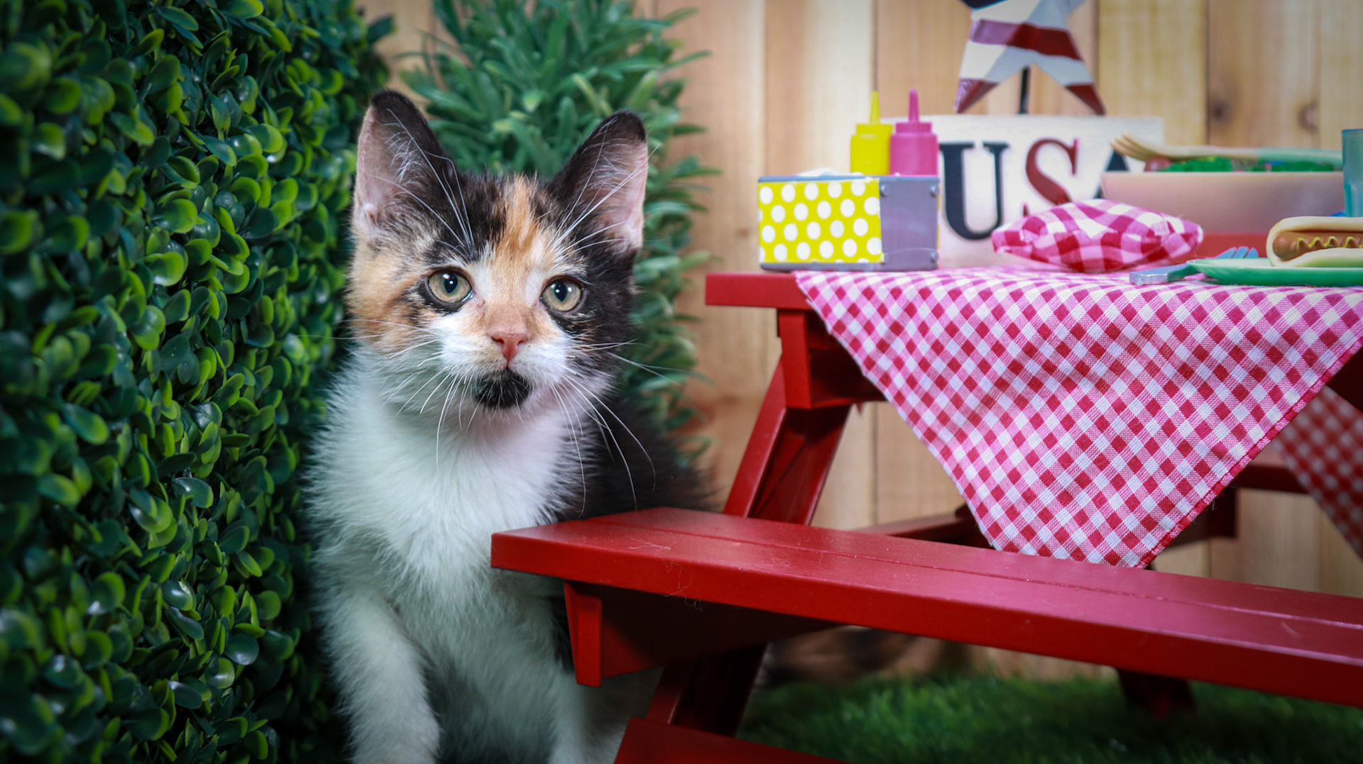 Calypso (F-DSH-Calico)