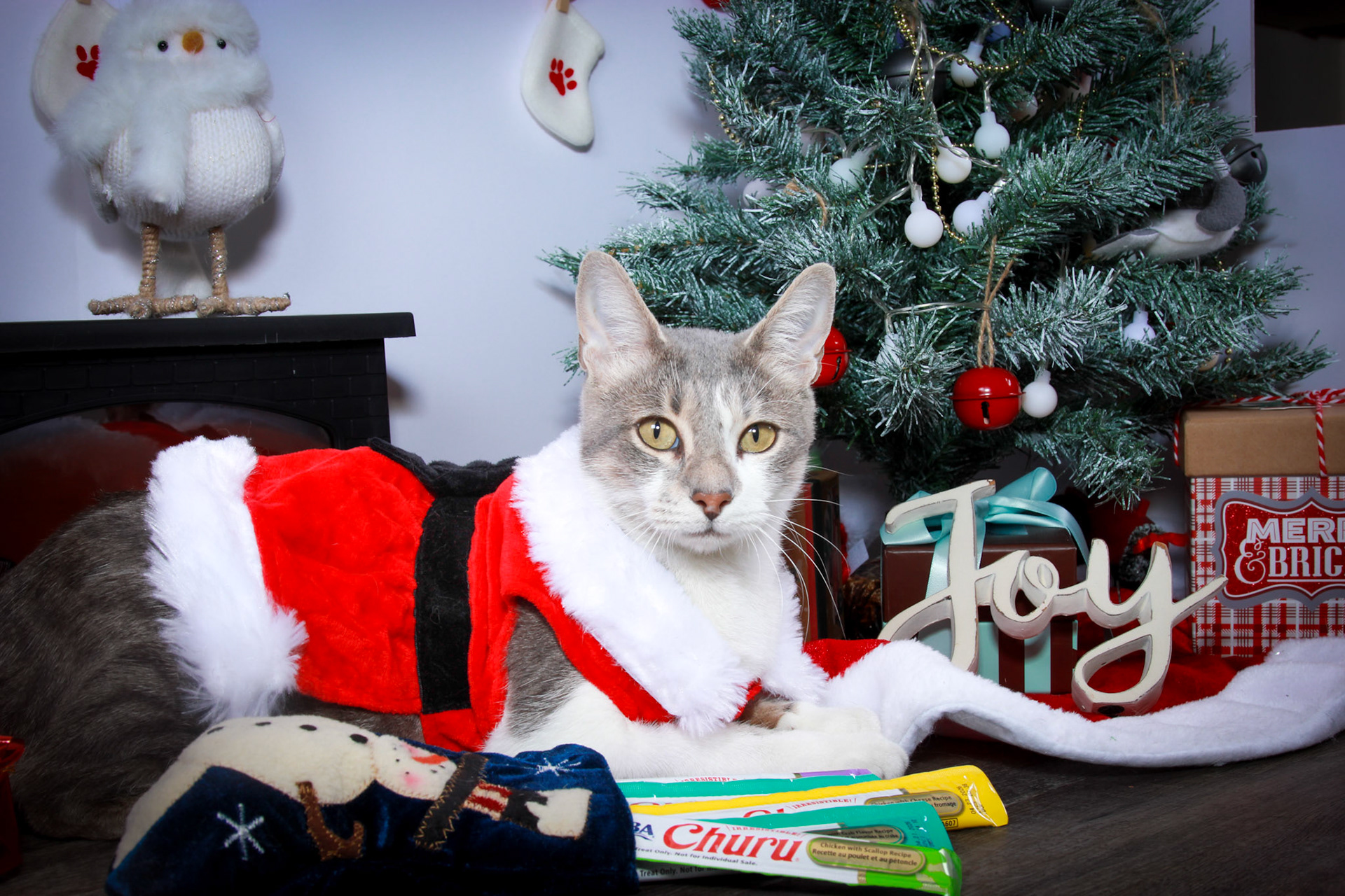 Charlotte (F-DSH-Dilute Calico)