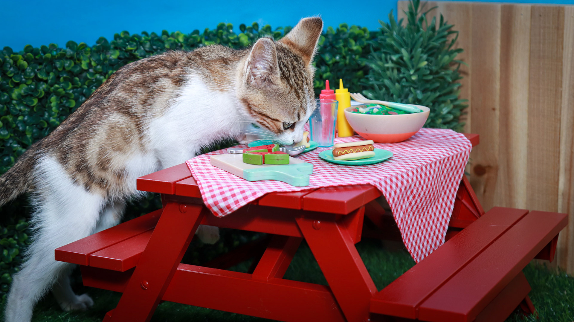 Arthur (M-DSH-Tabby/White)