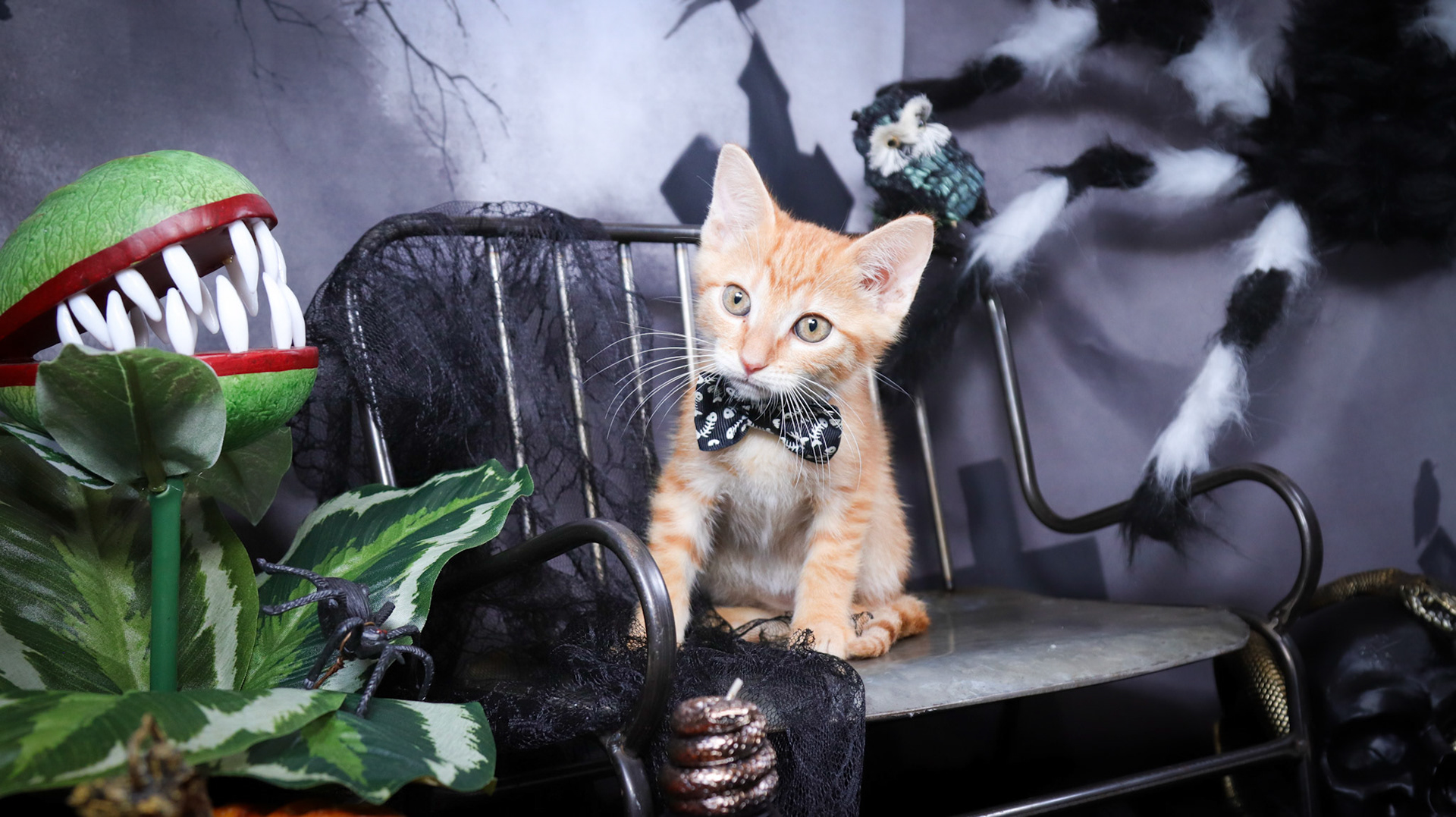 Arlo (M-DSH-Ginger)