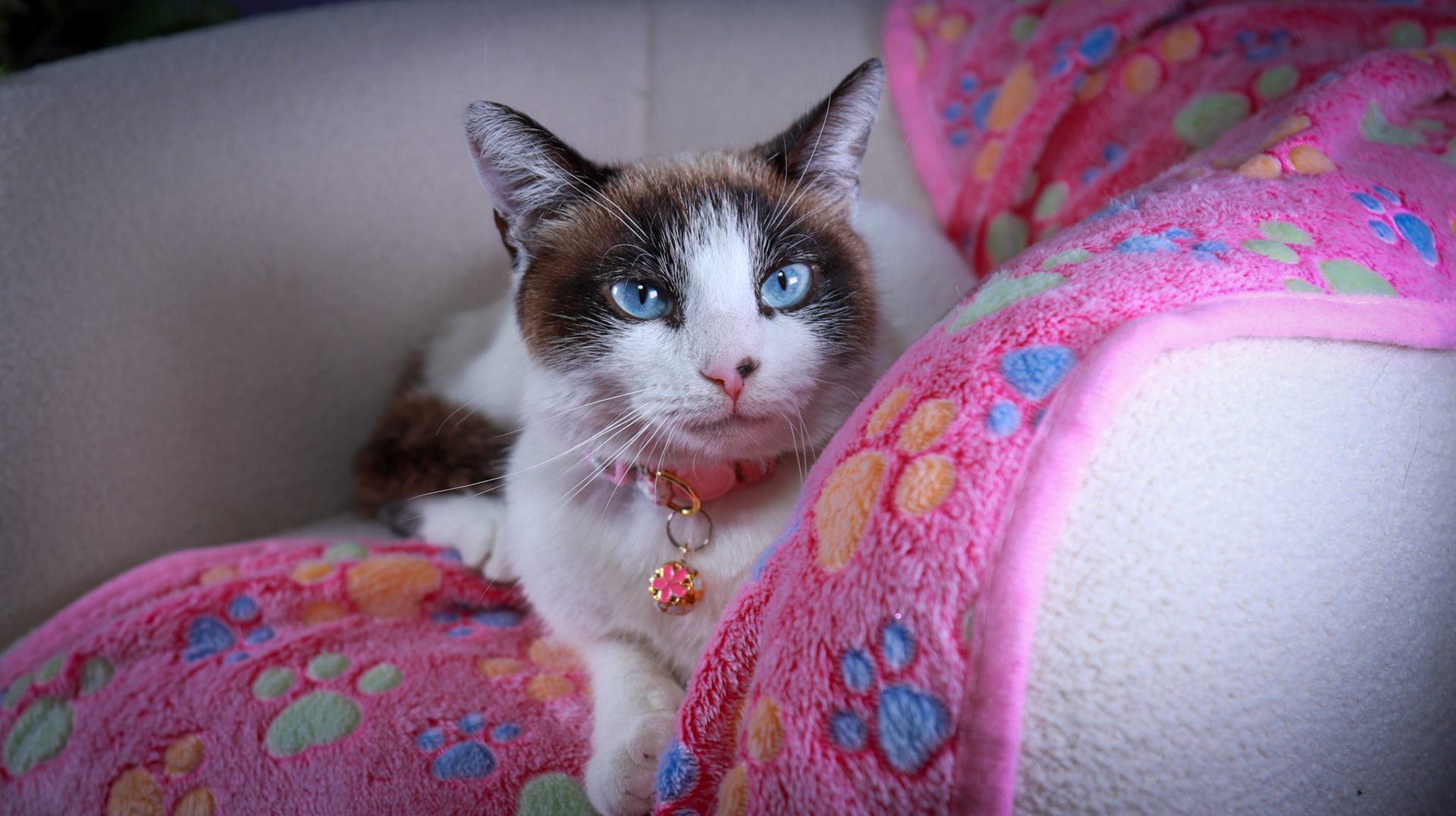 Kilala (F-DSH-Snow Shoe Siamese)