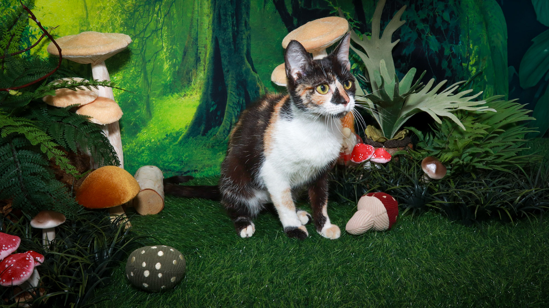 Honey (F-DSH-Calico)