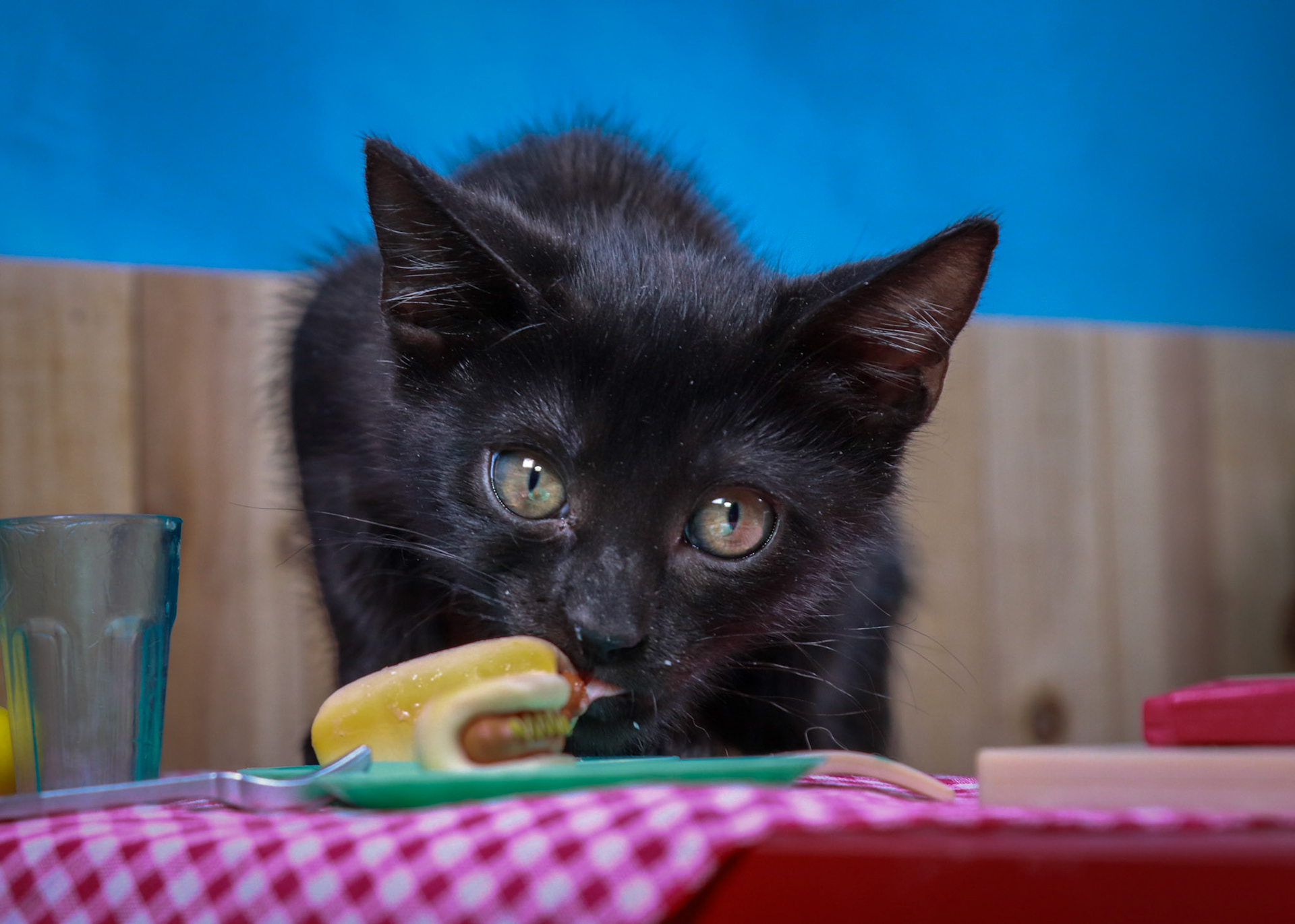 Tara (F-DSH-Black)
