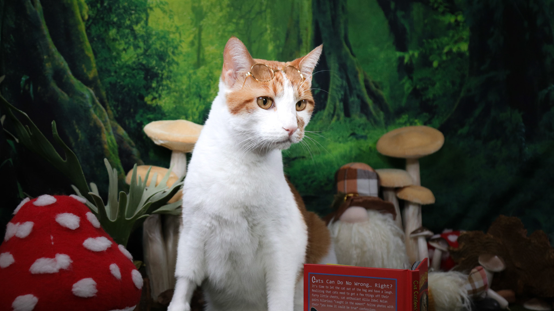 Pierre (M-DSH-Orange/White)