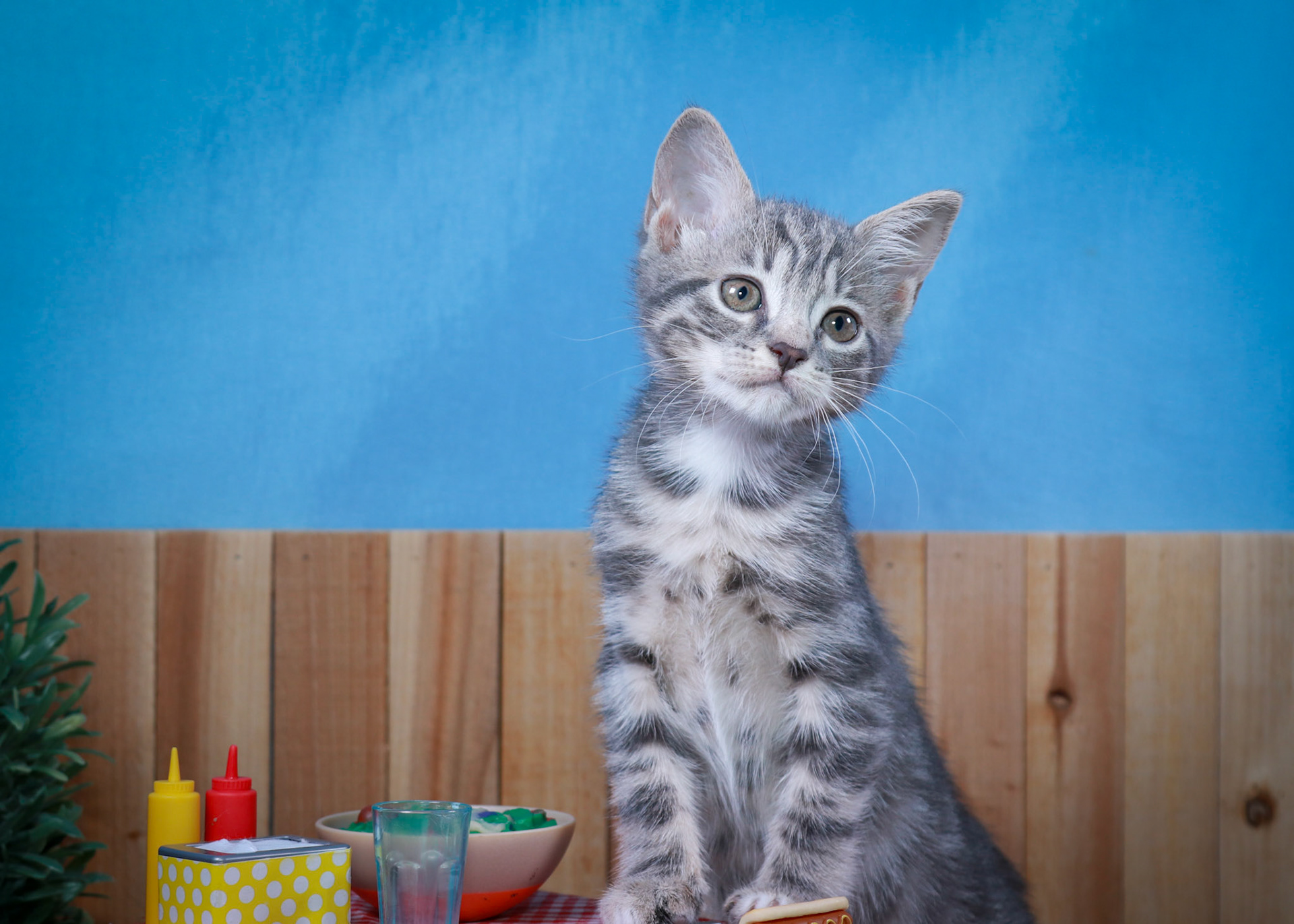 Pansy (F-DSH-Grey/Tabby)