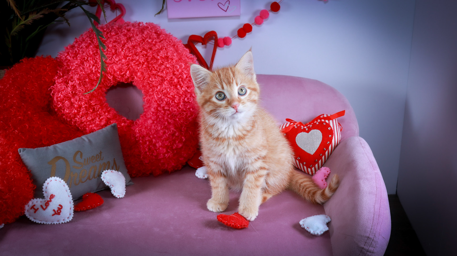 Squishy (M-DSH-Ginger)