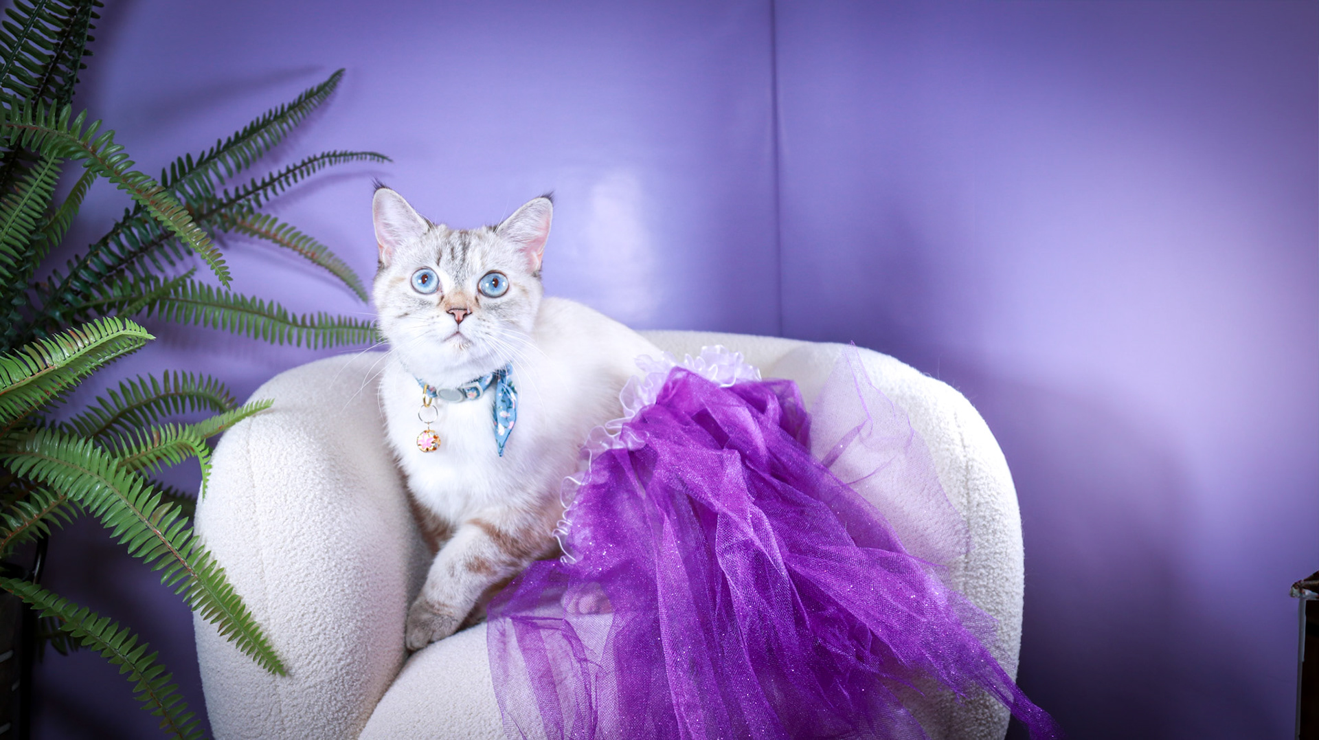 Lumi (F-DSH-Lynx Point Siamese)