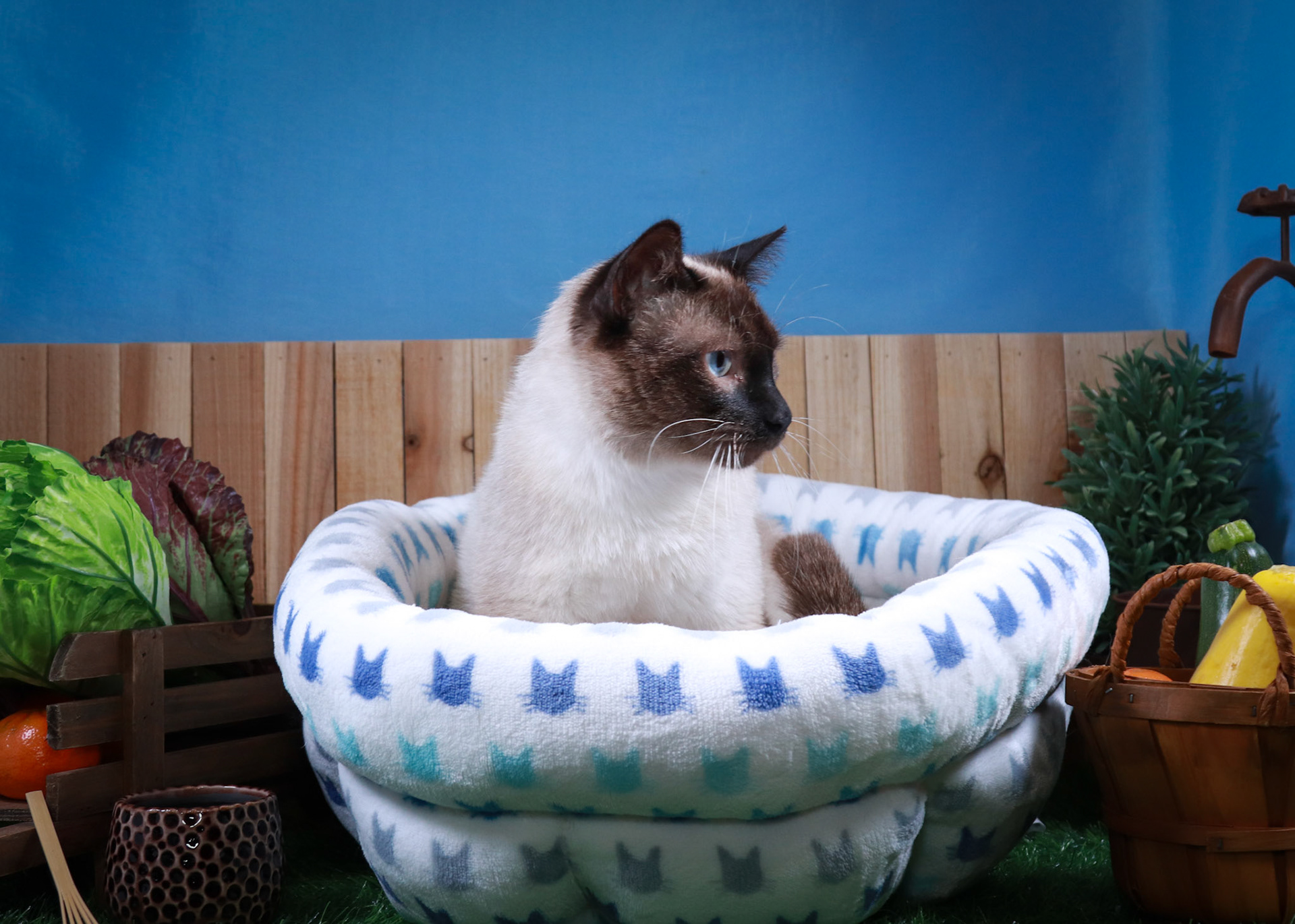 Amir (M-DSH-Siamese)