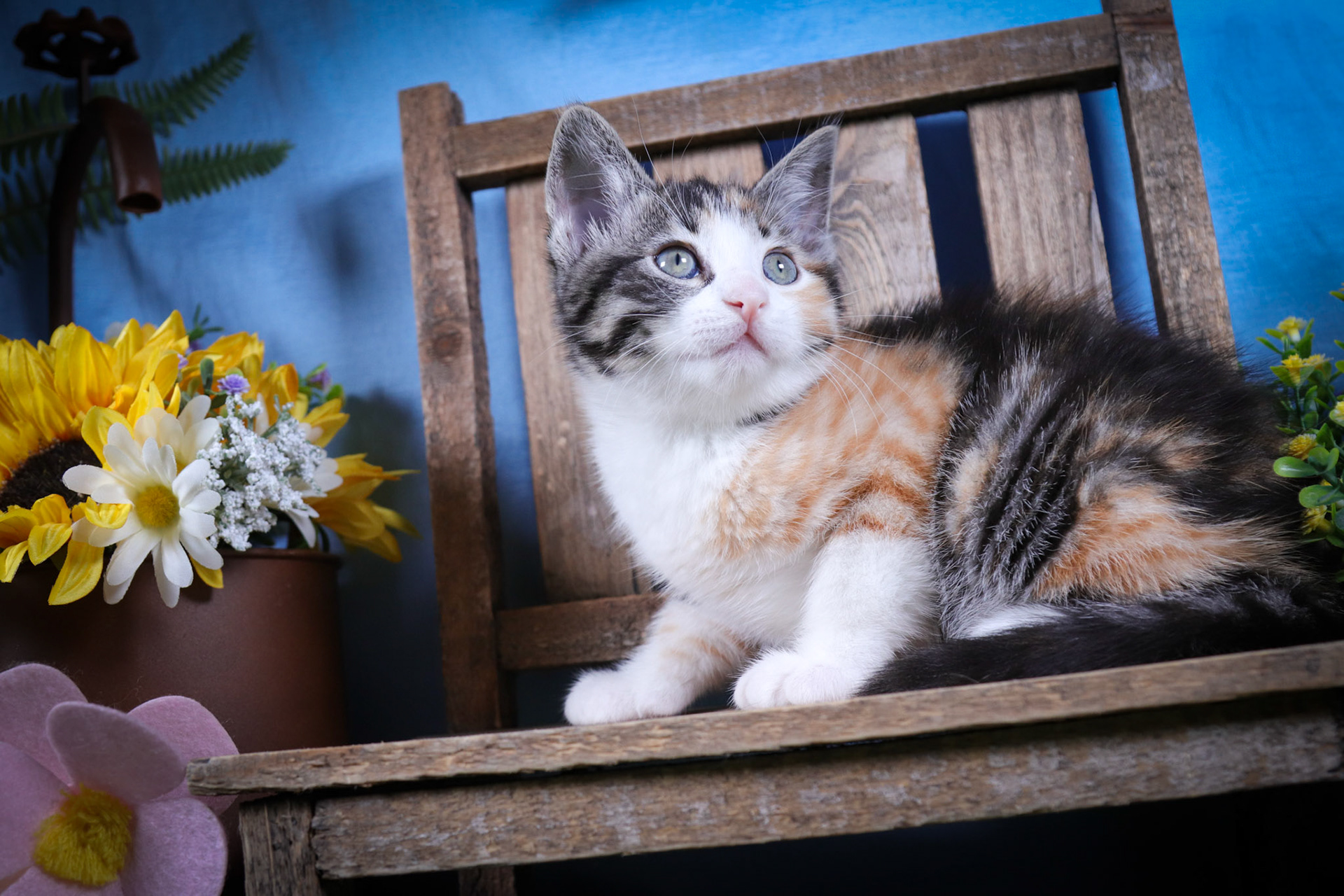 Lottie (F-DSH-Calico)