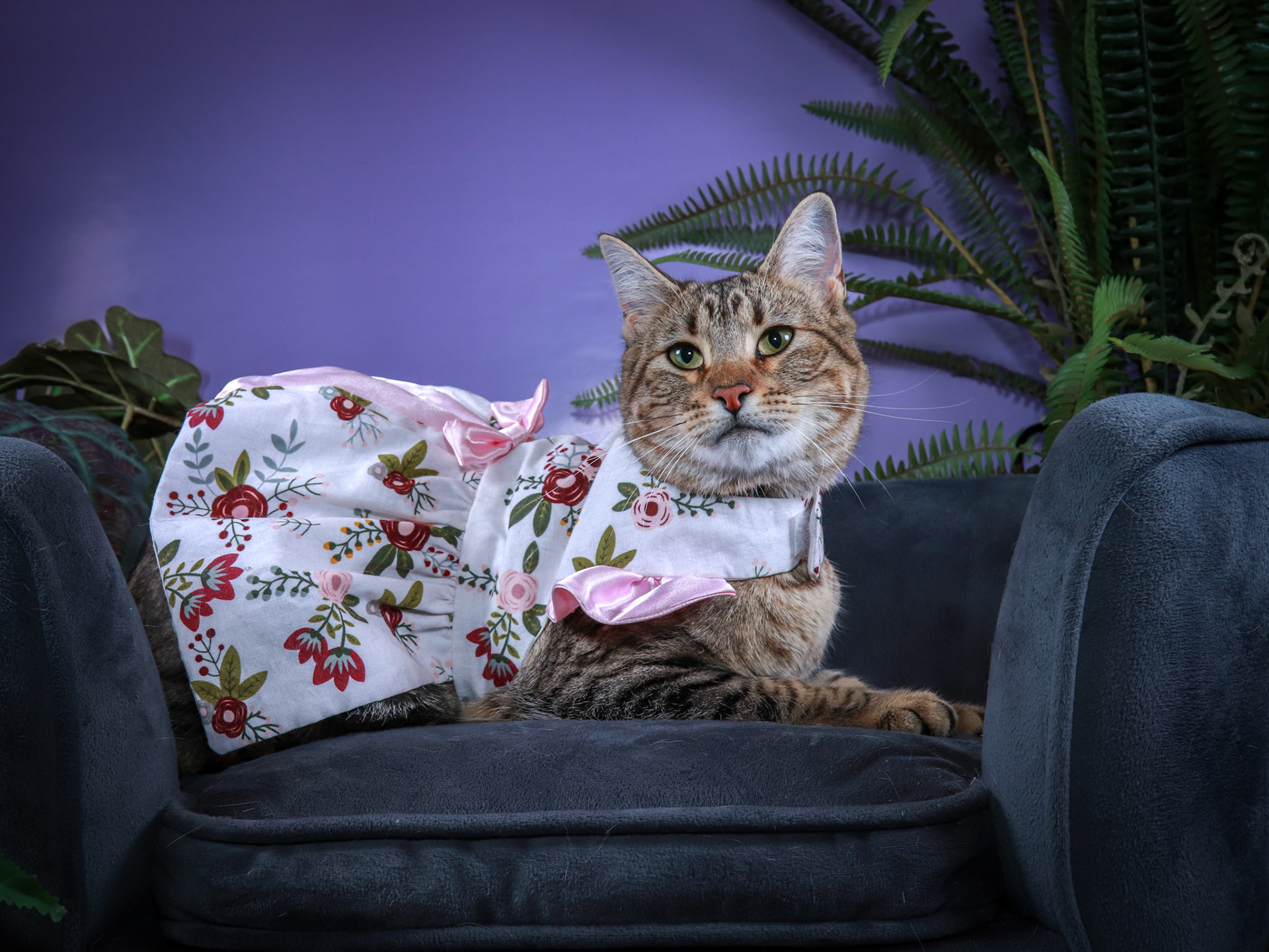 Sheila (F-DSH-Tabby)