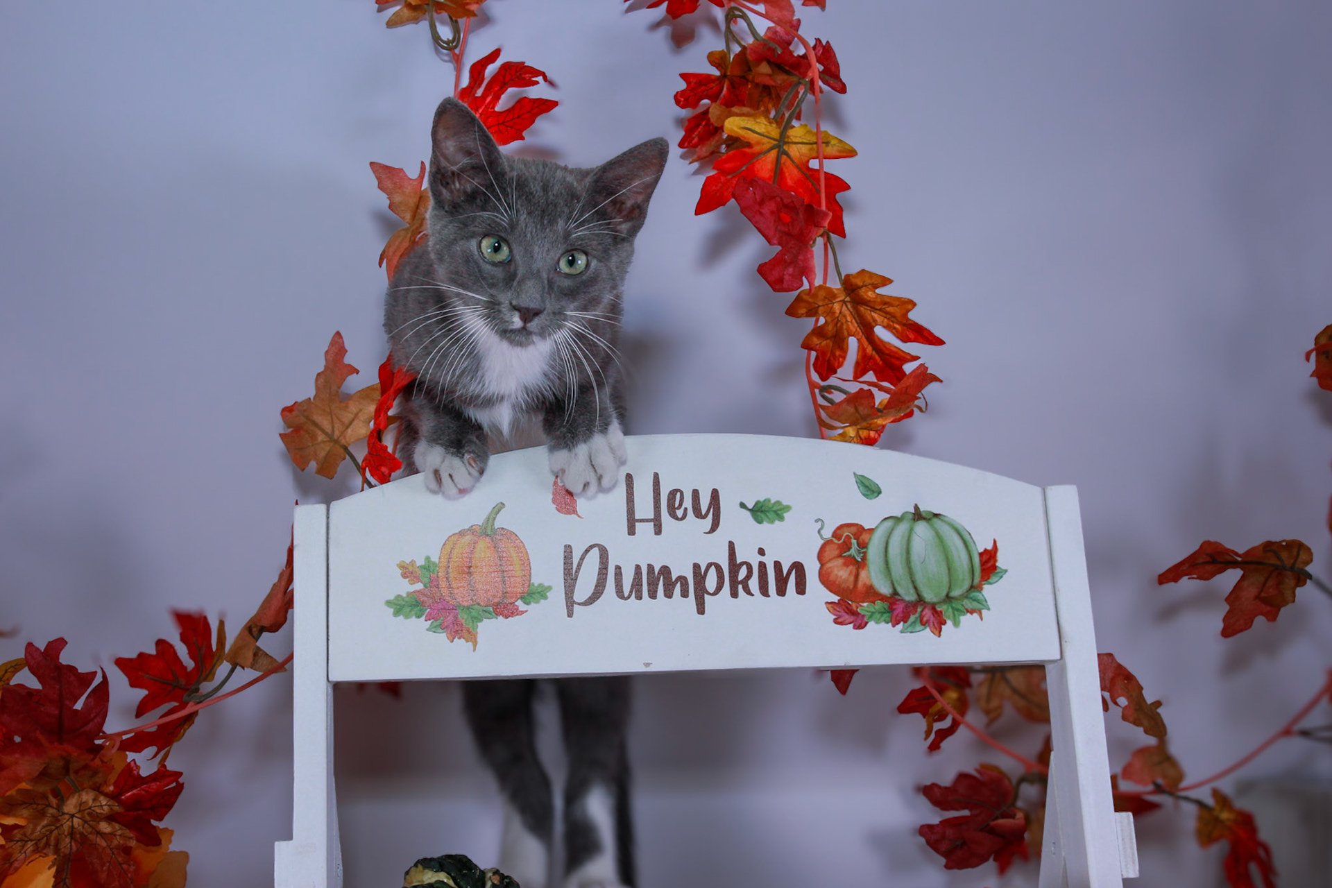 Nimbus (M-DSH-Grey/White/Tuxie)