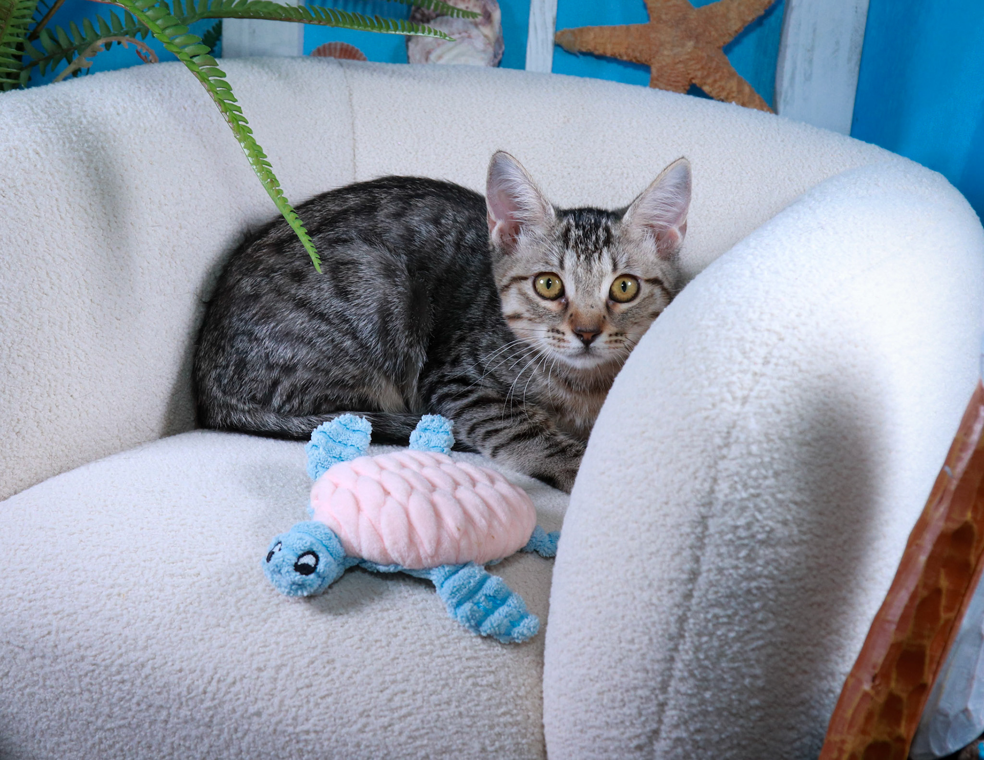 Chloe (F-DSH-Tabby)