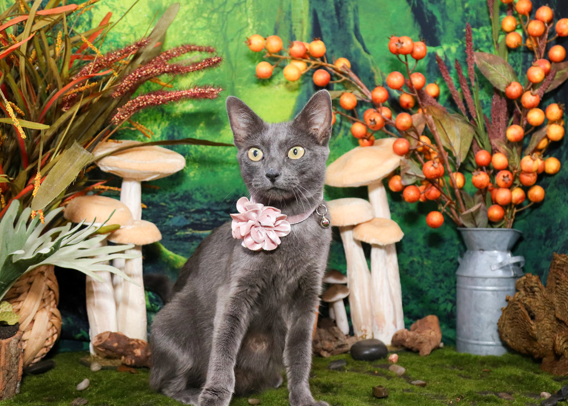 Willow (F-DSH-Russian Blue Mix)