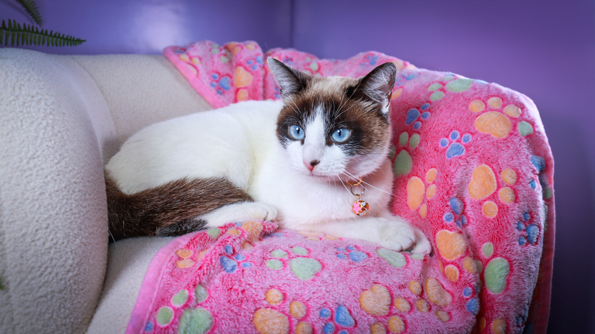 Kilala (F-DSH-Snow Shoe Siamese)