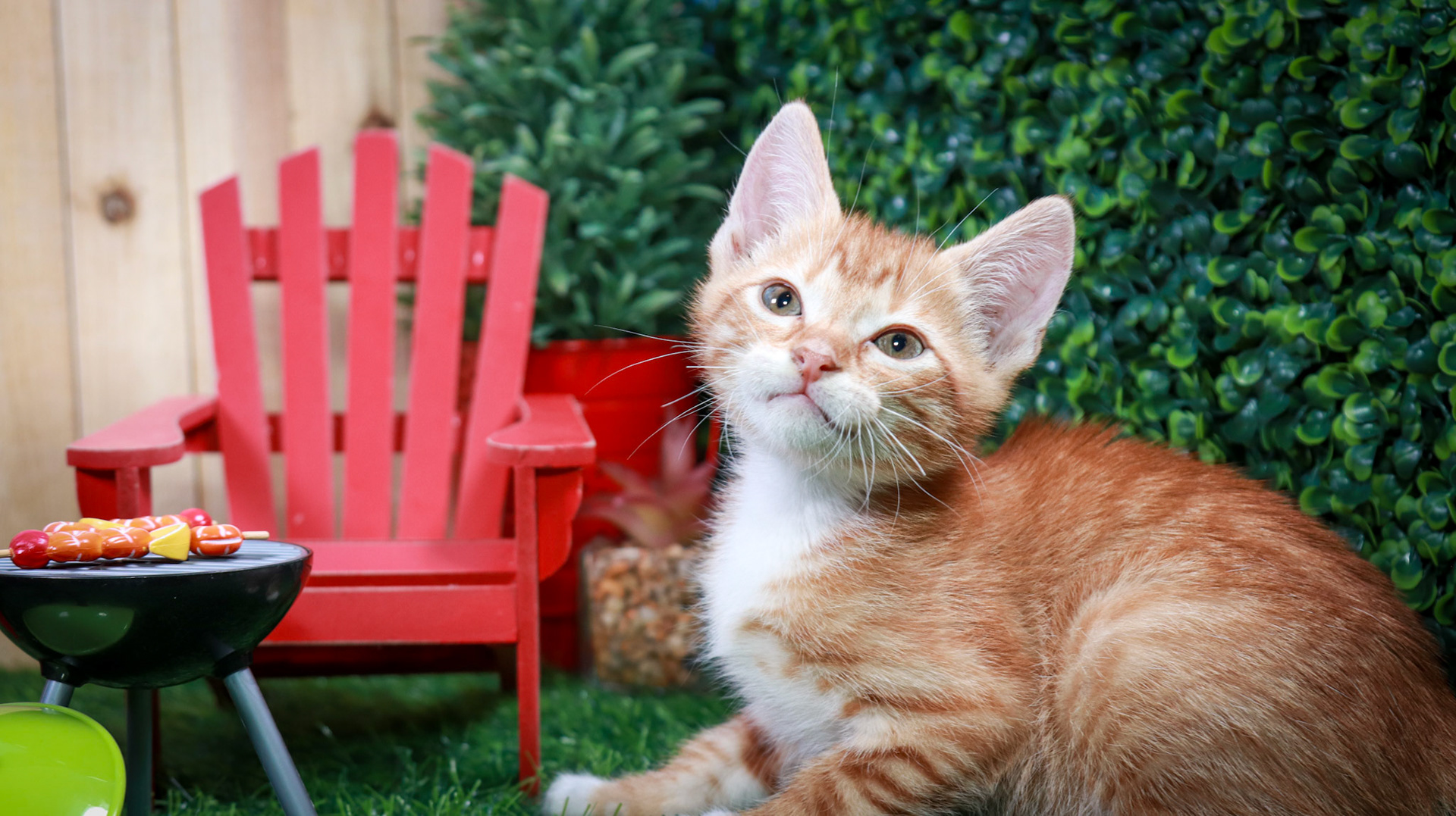 Captain Jack Sparrow (M-DSH-Ginger/White/Tuxie)