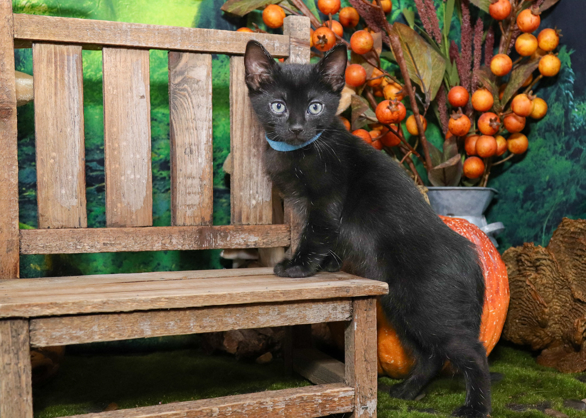 Koa (M-DSH-Polydactyl/Black)