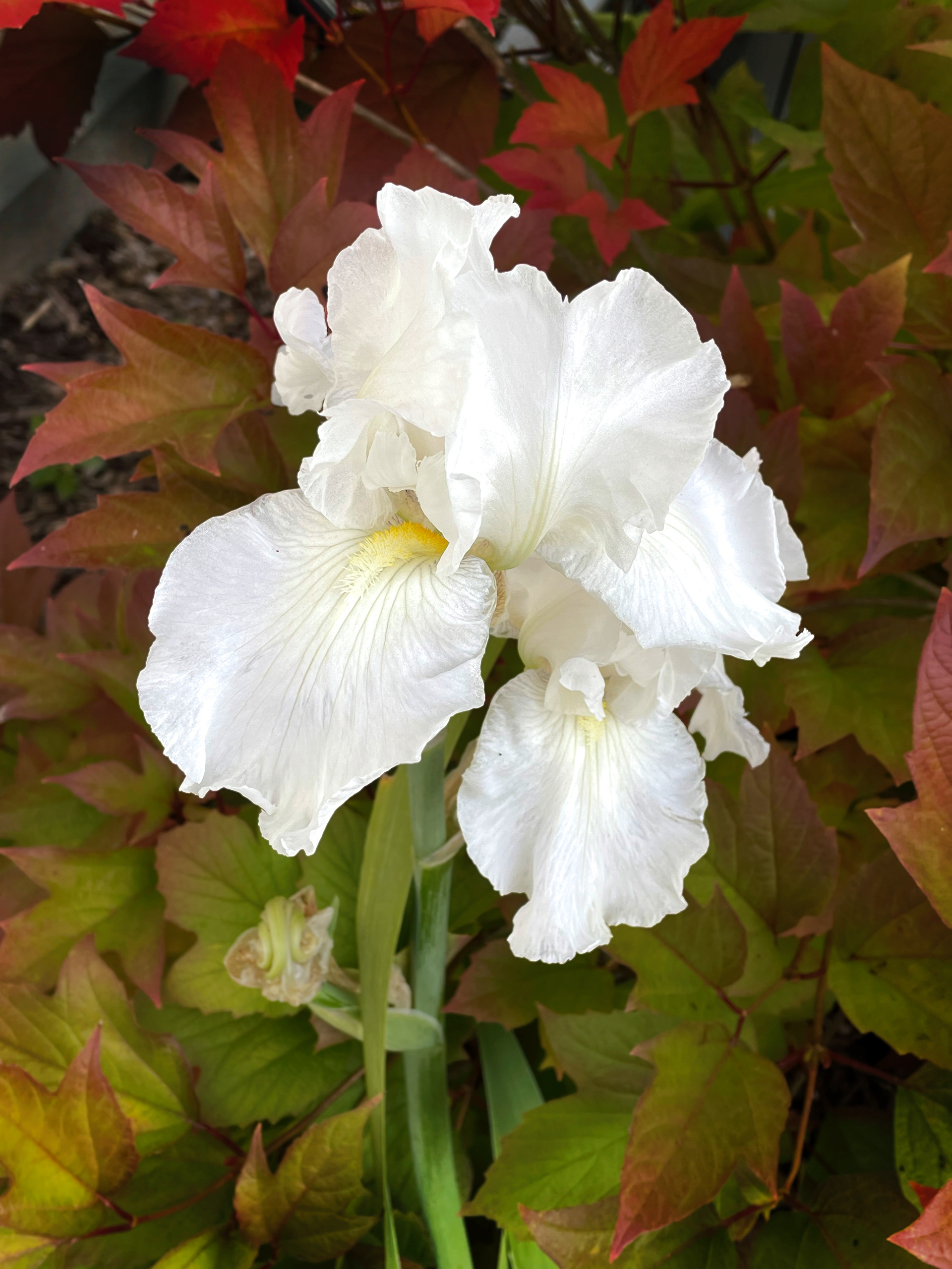 Iris 3a