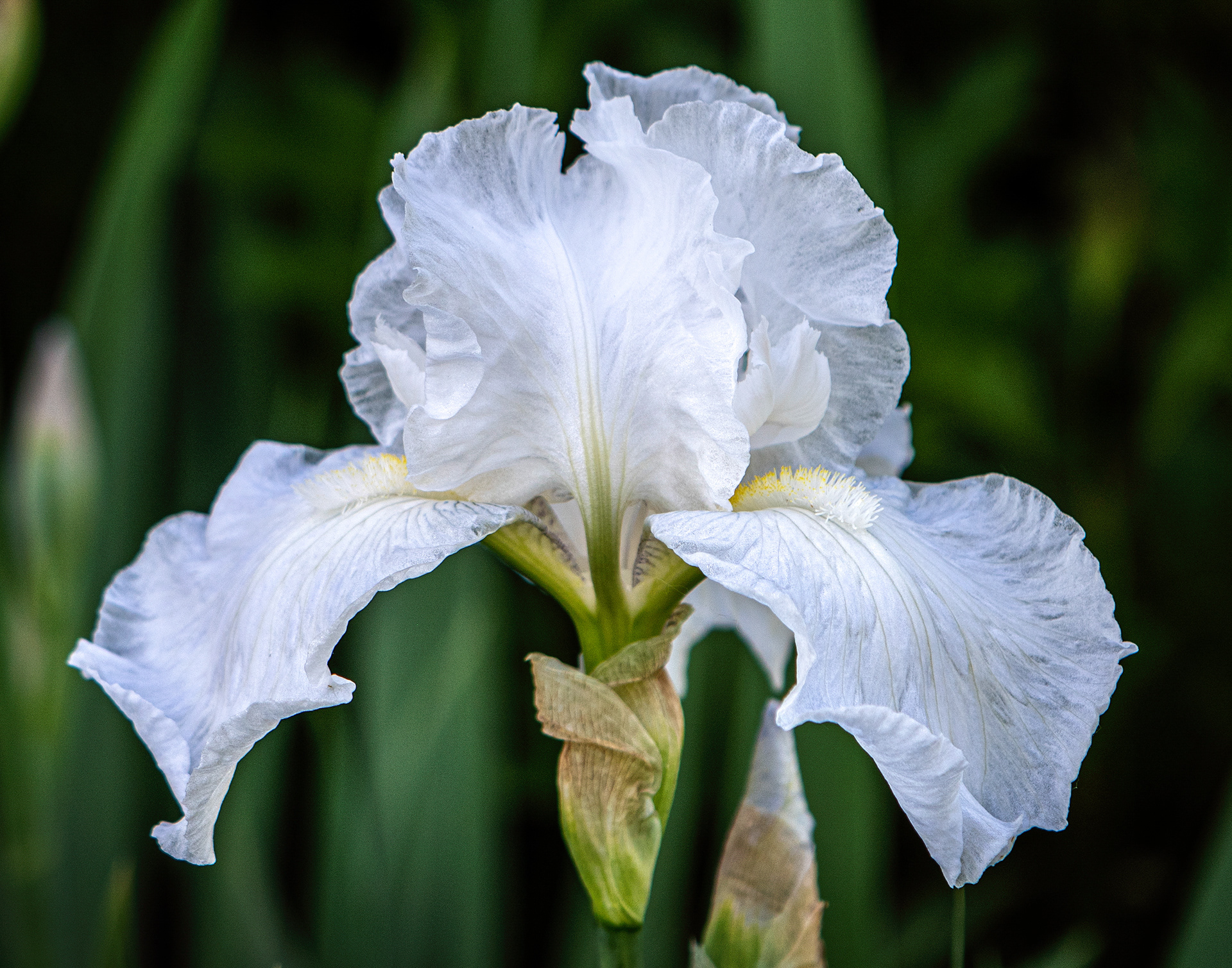 Iris 1C