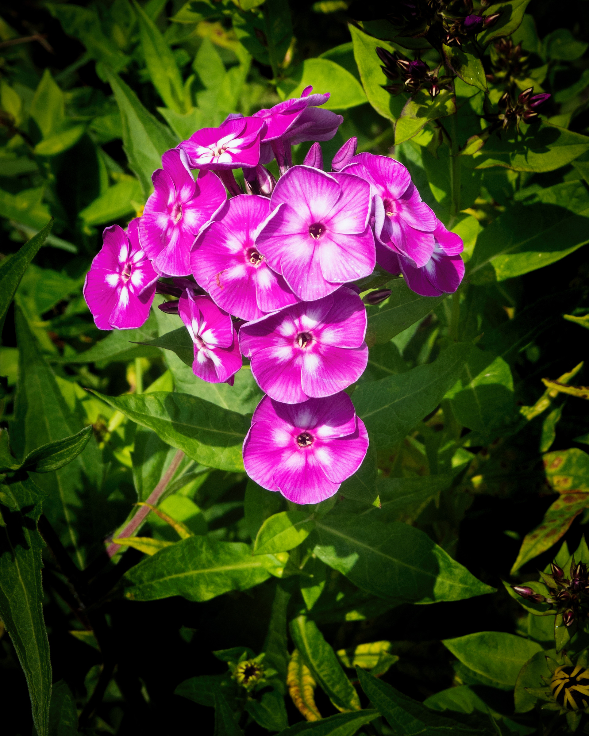 Flowers-edit