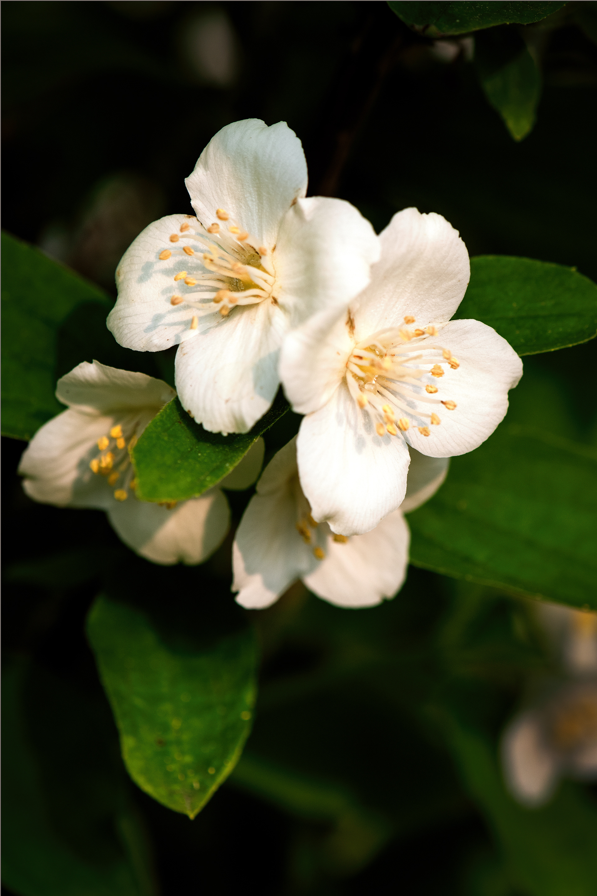Morning flower n
