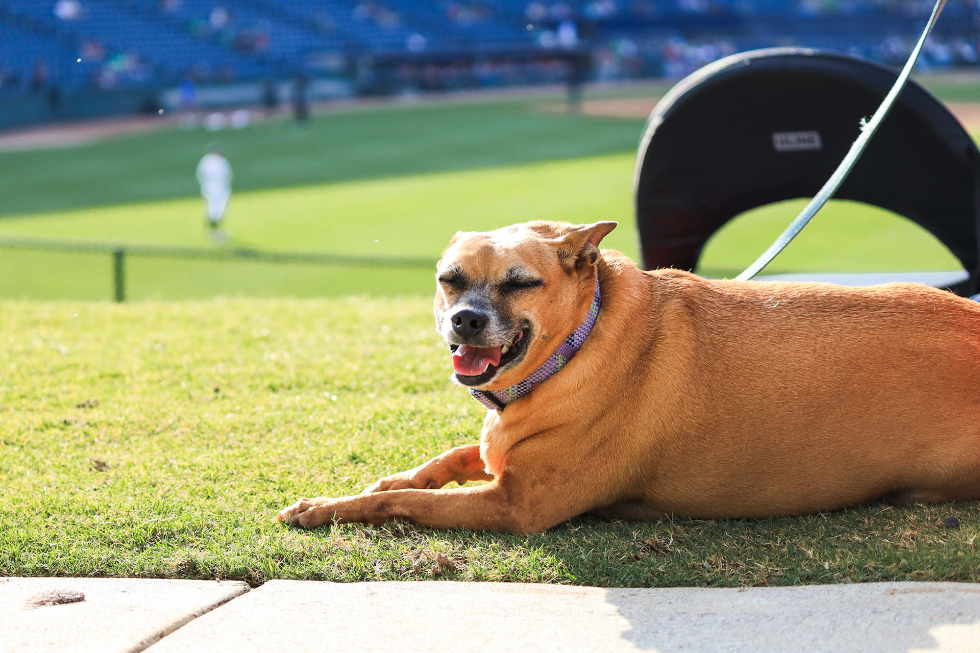 Wet Nose Wednesday 5.29