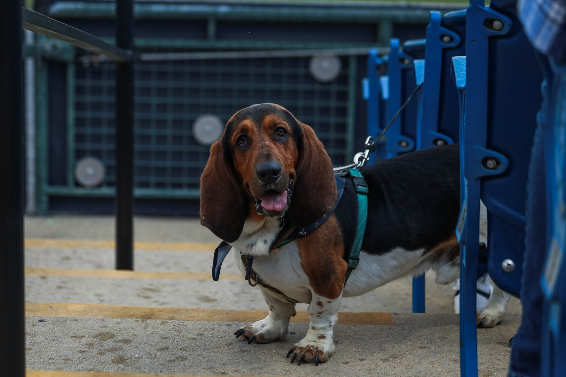 Homestand 4 vs. Brooklyn Cyclones 5.8