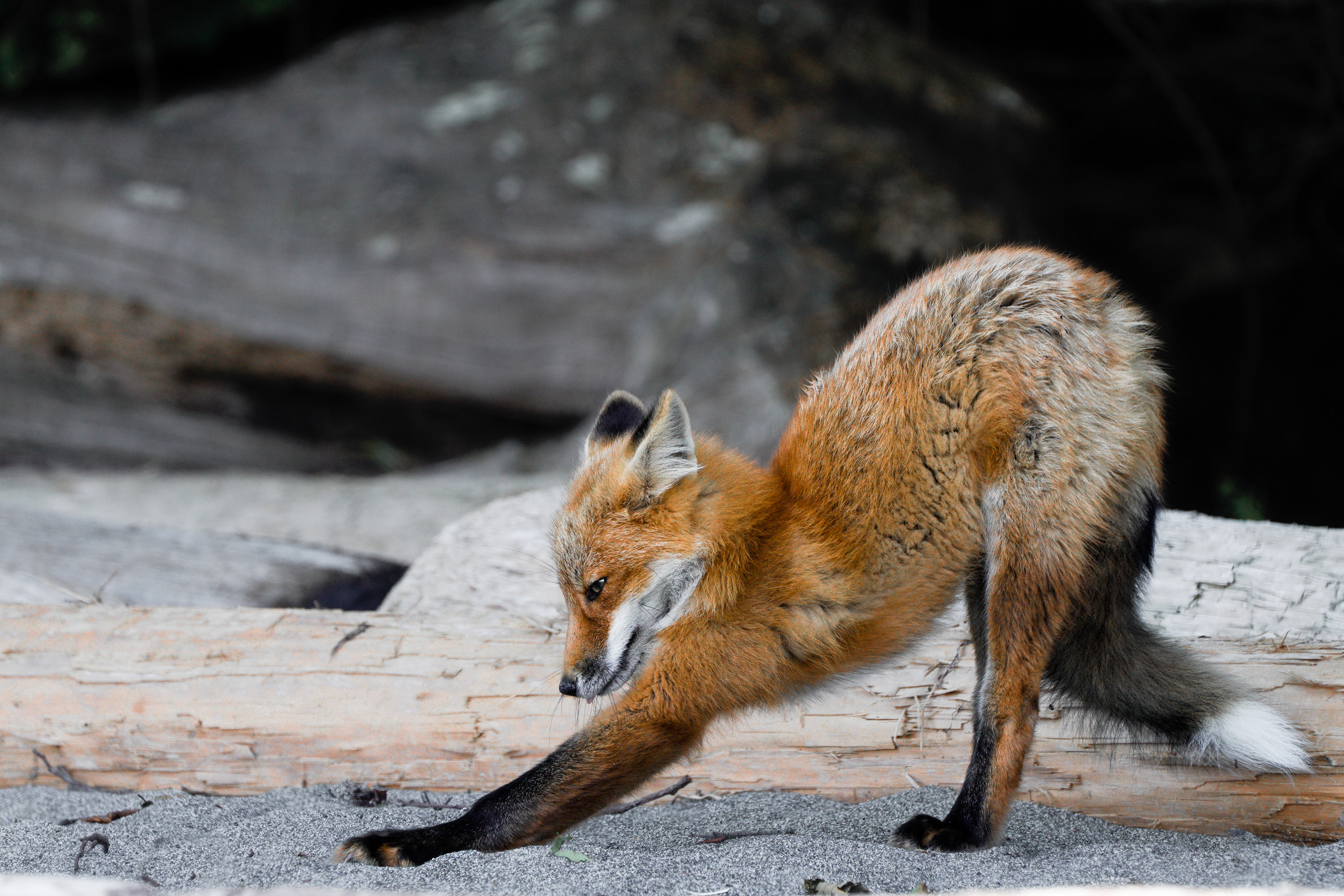 Yogi Fox