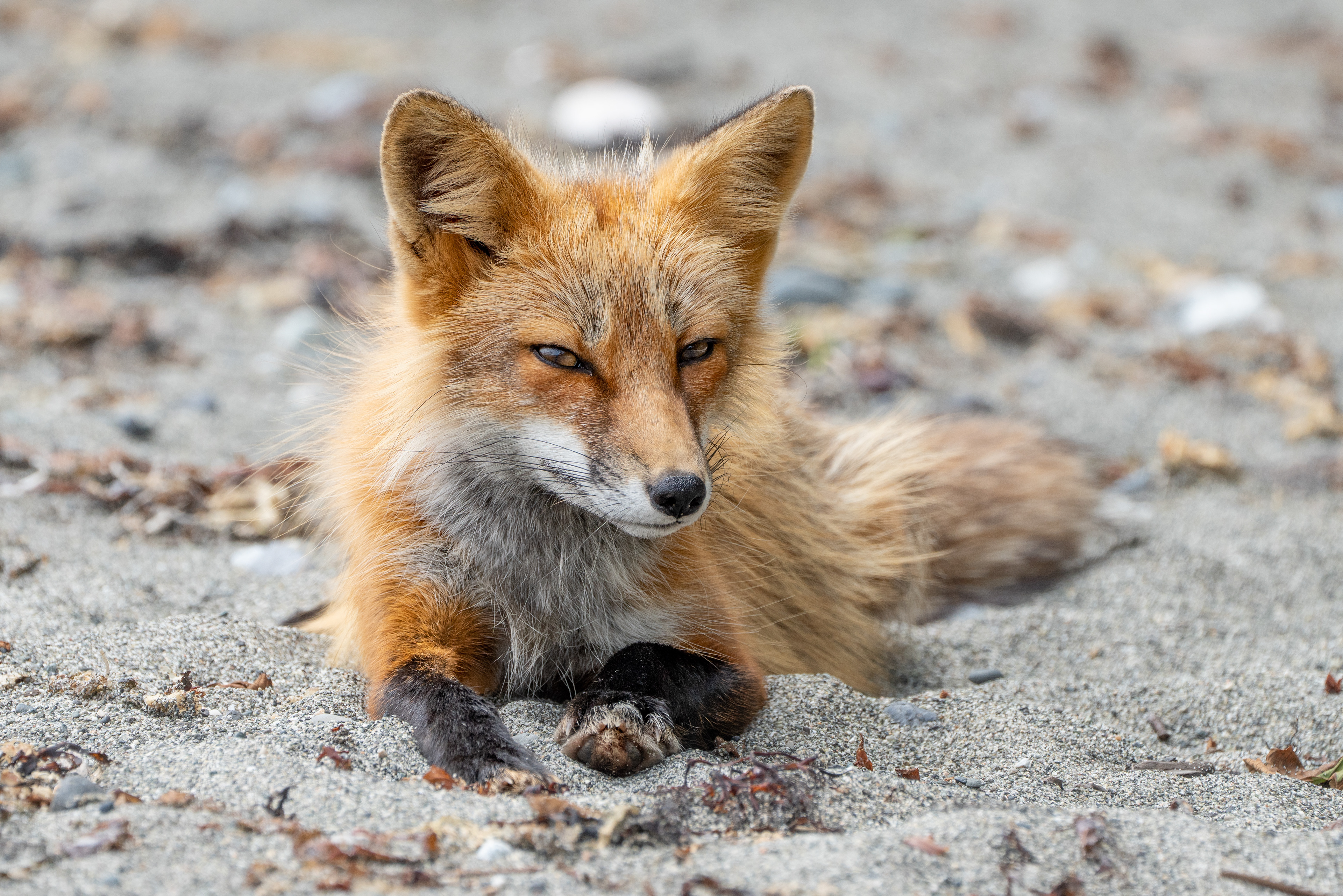 Fox Portrait