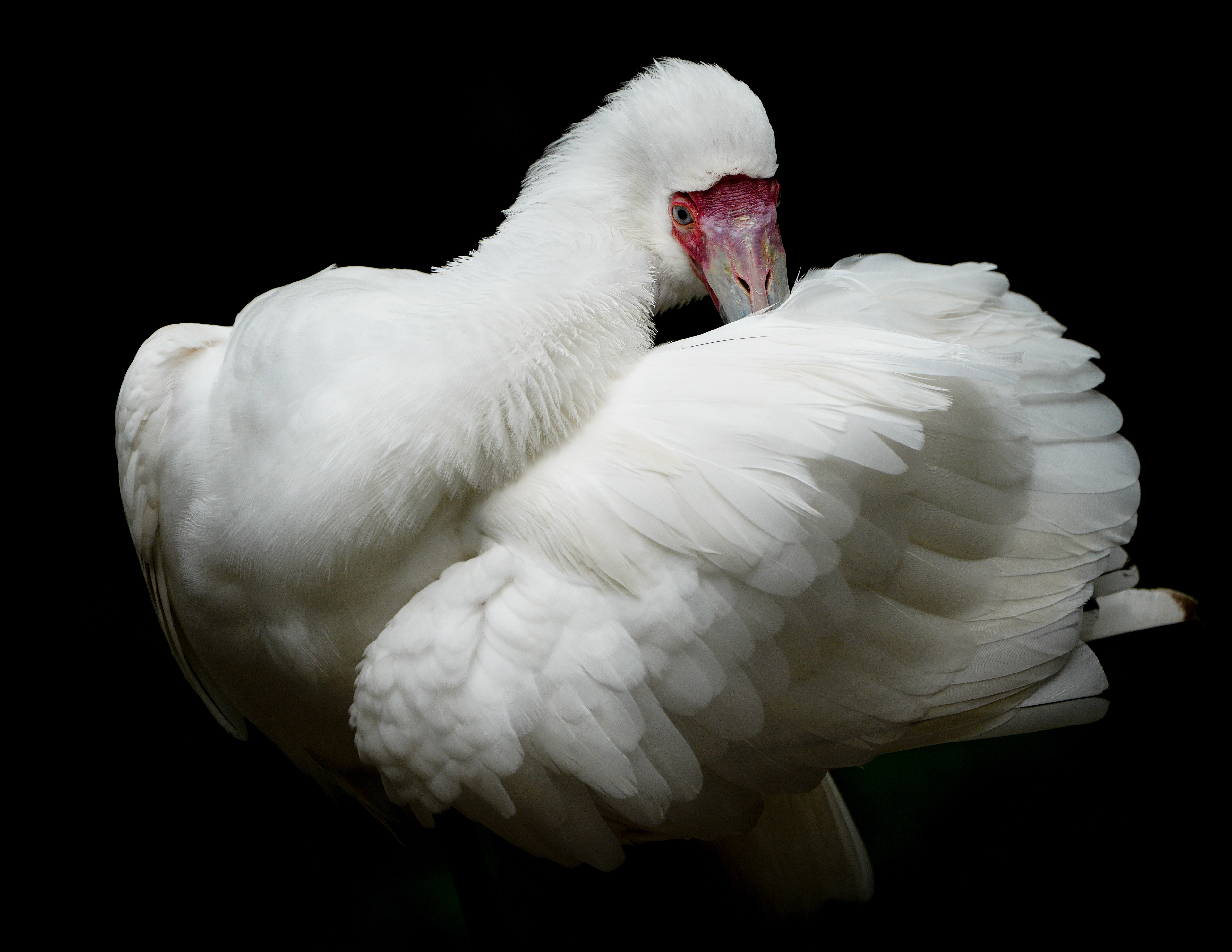 African Spoonbill