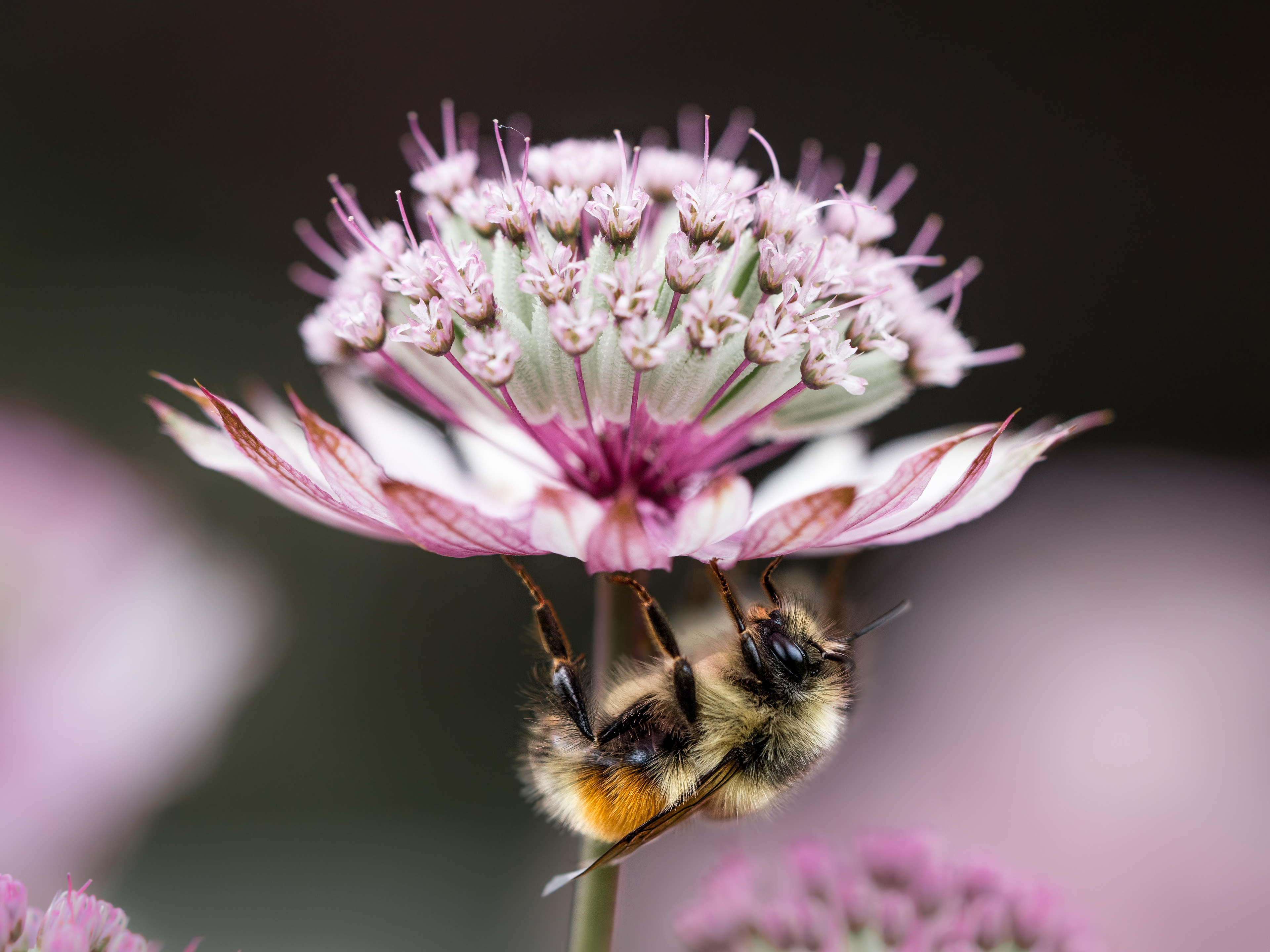 Sleeping Bee