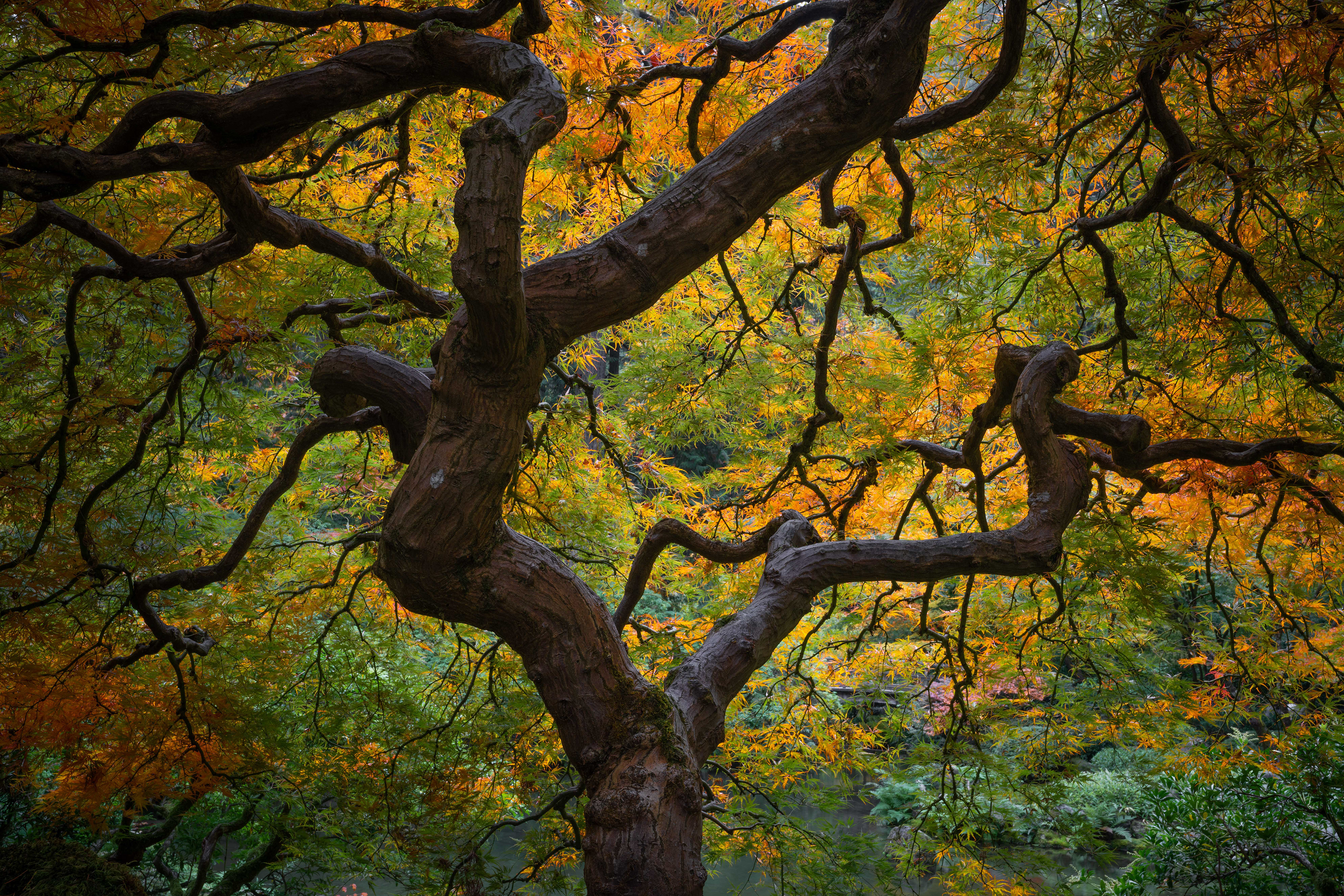 Japanese Maple