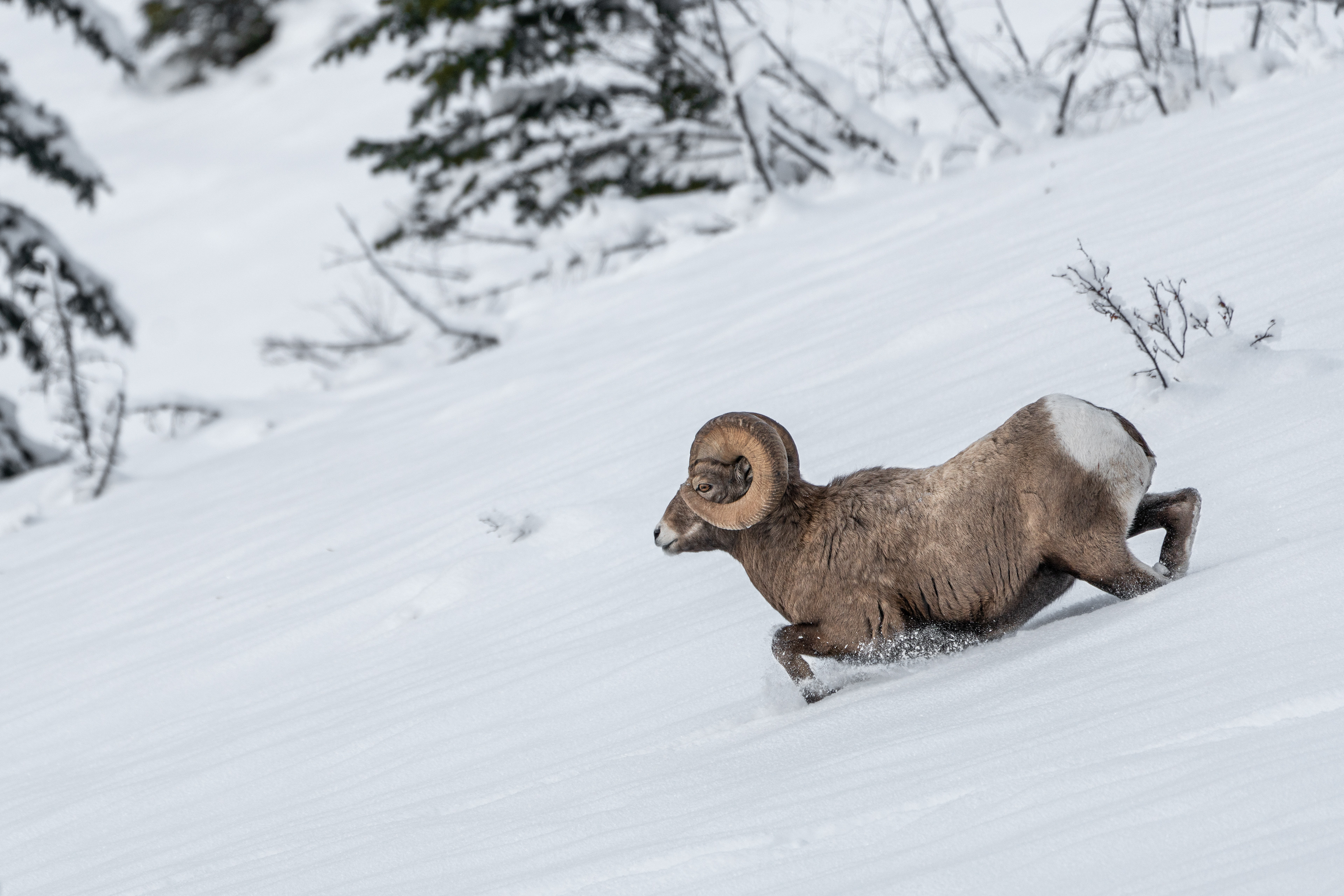 Big Horn - Banff
