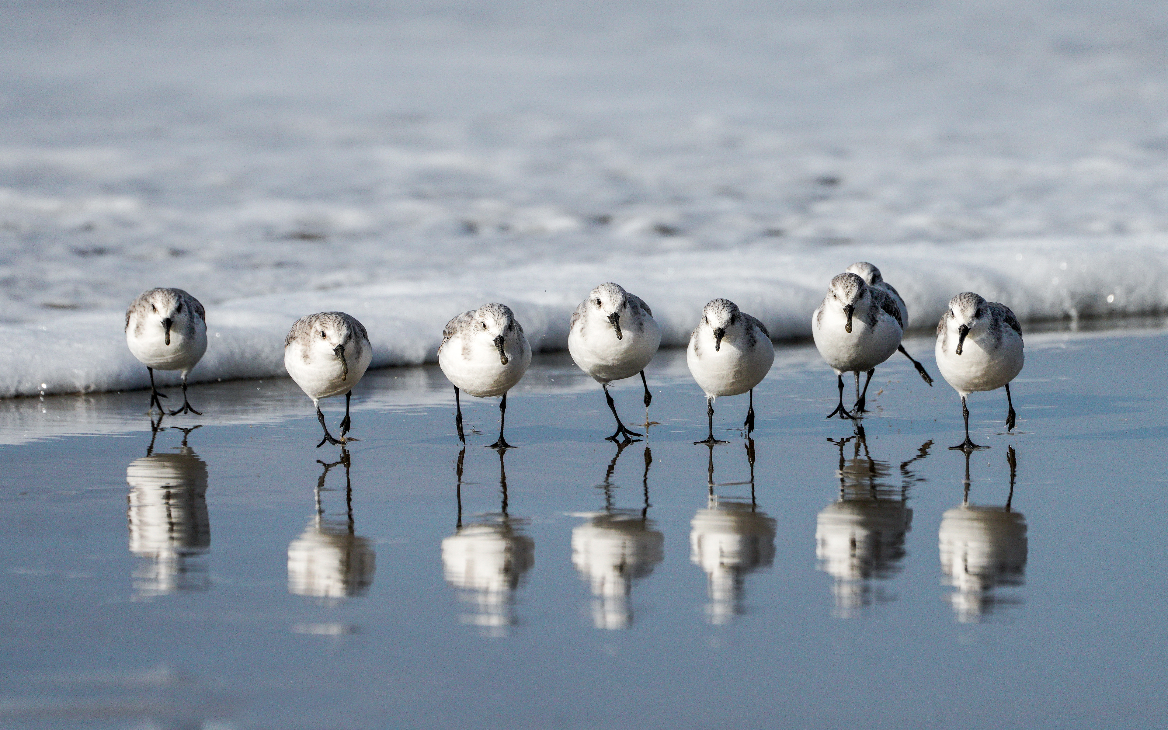 Sanderling