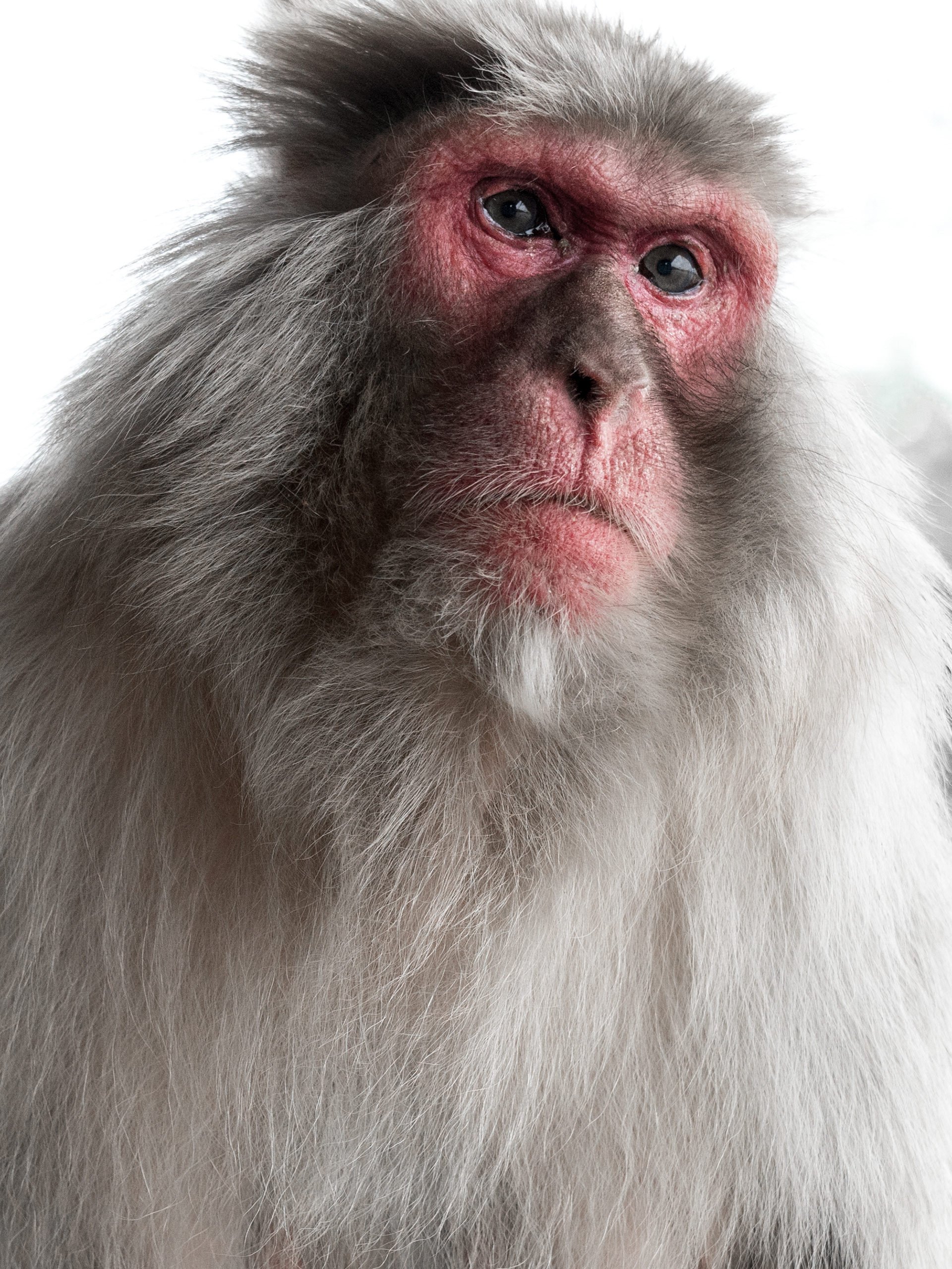 Snow Monkey