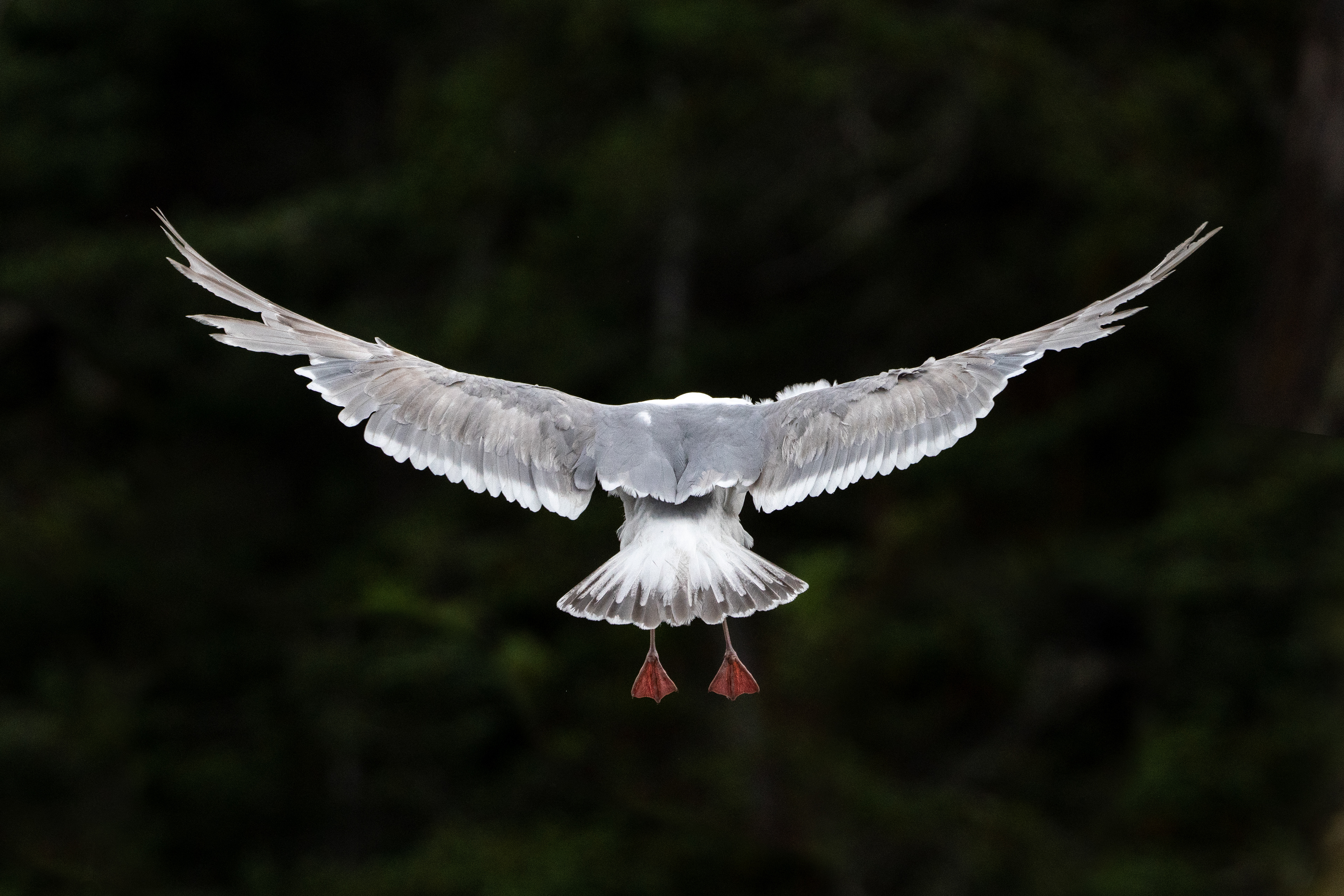 Seagull