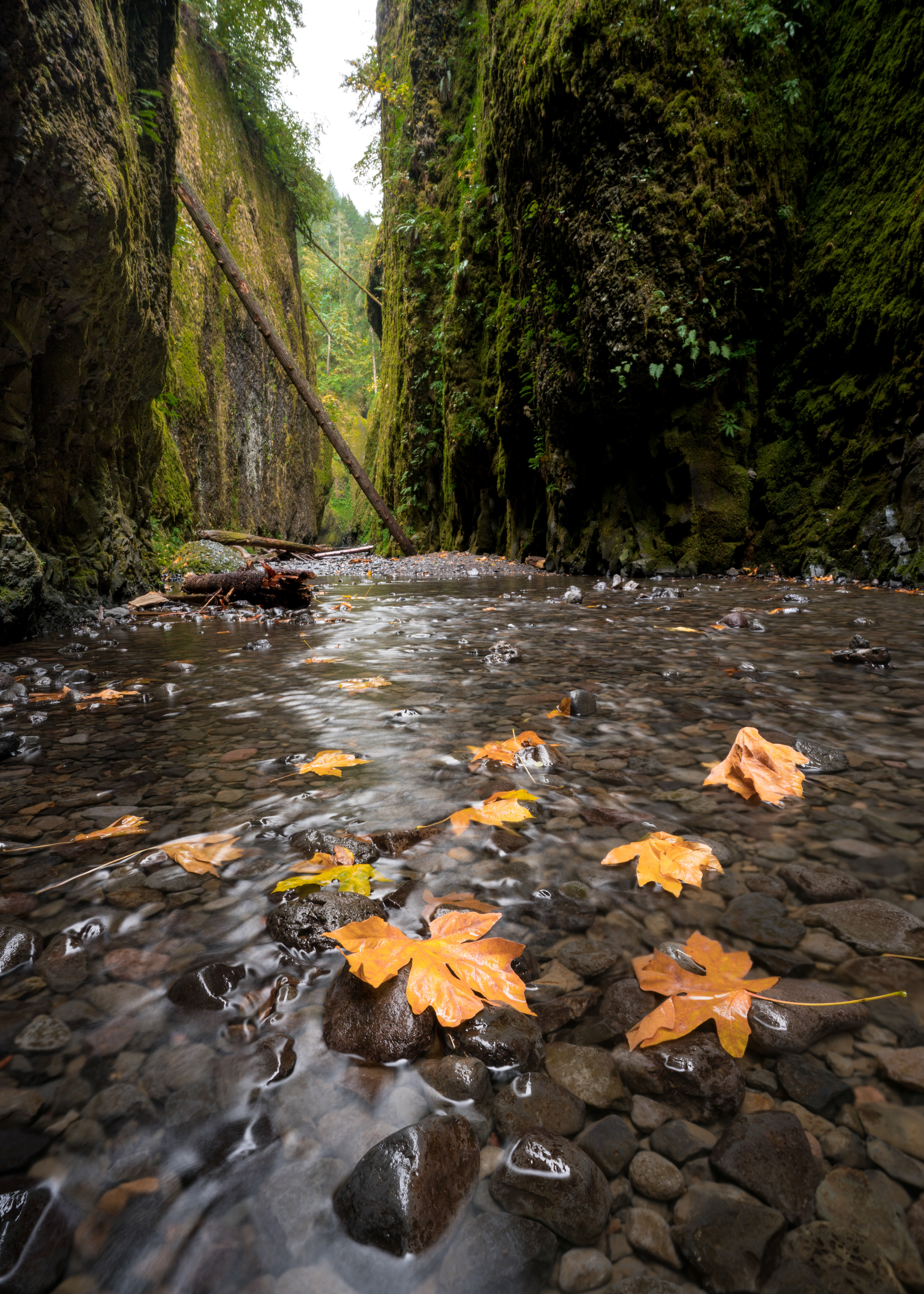 Oneonta Gorge