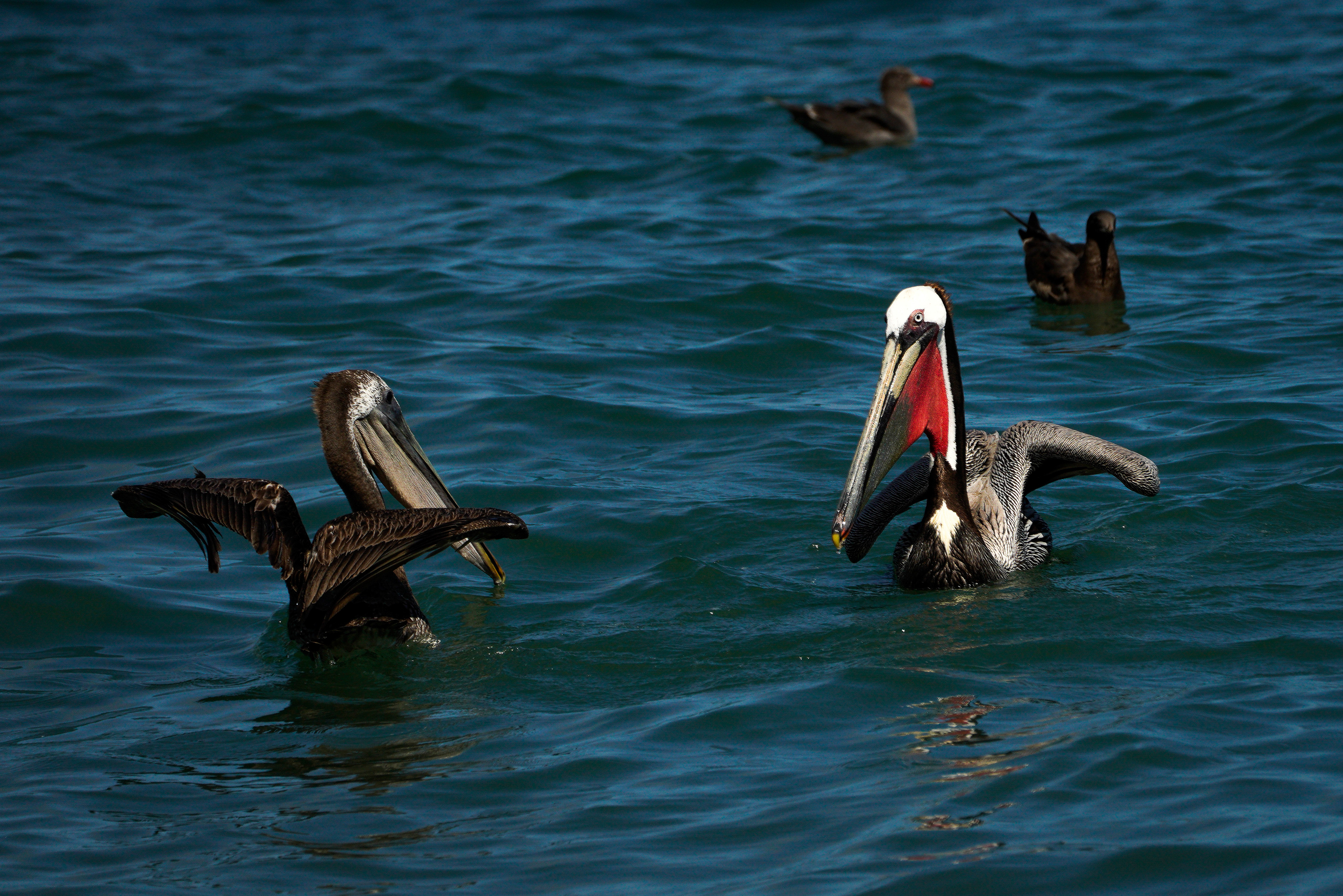 Pelicans