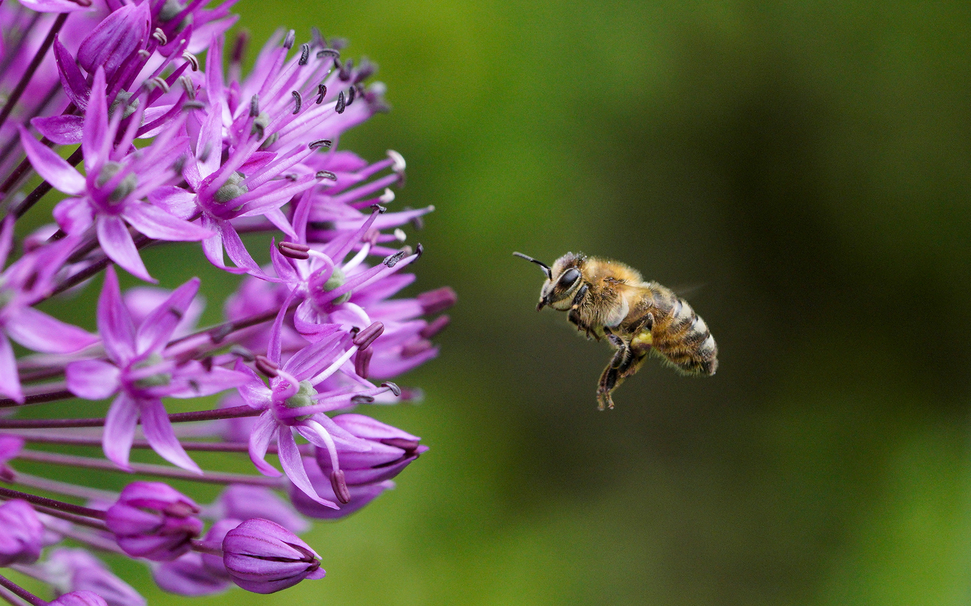 Bee in fligt