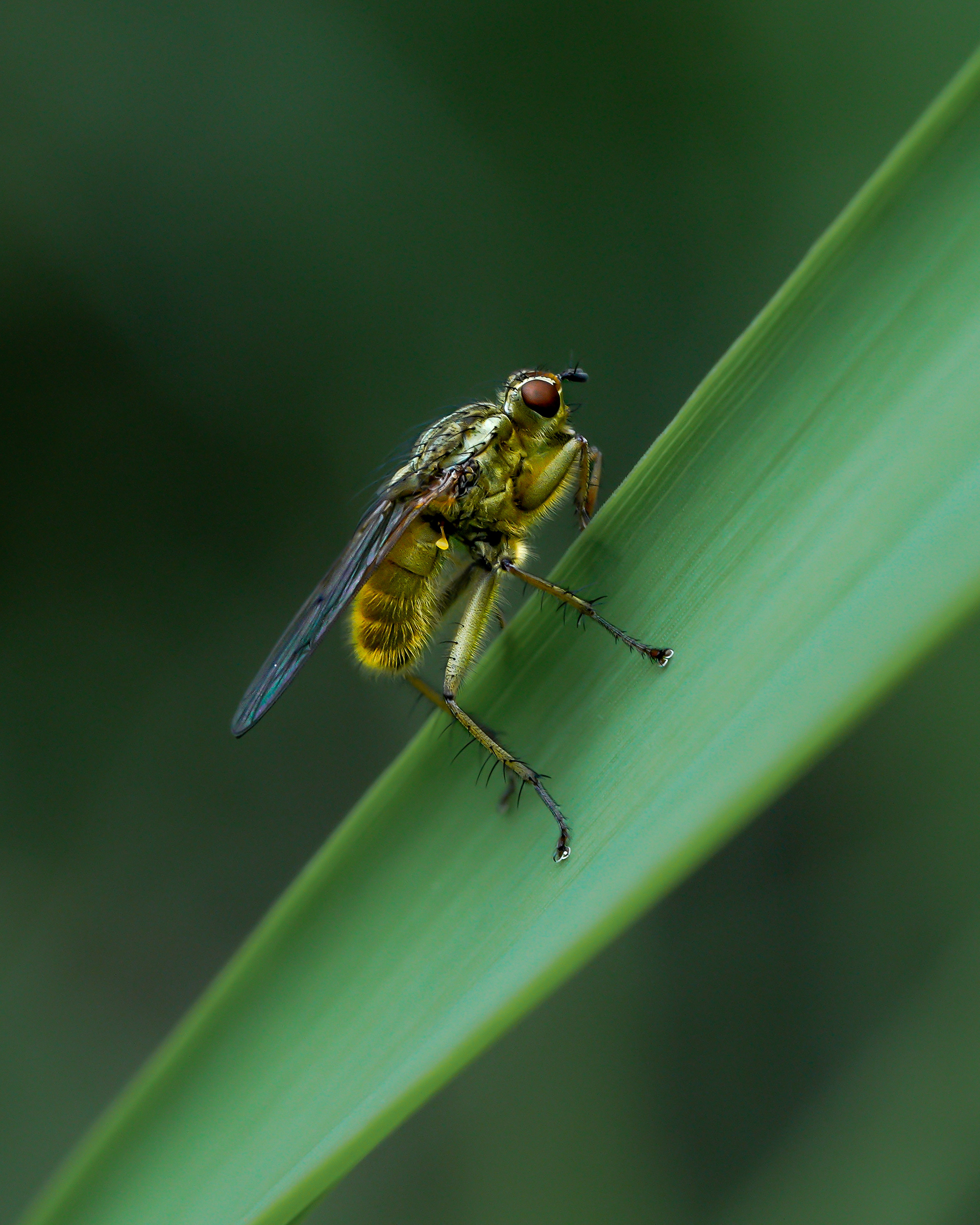 The Fly