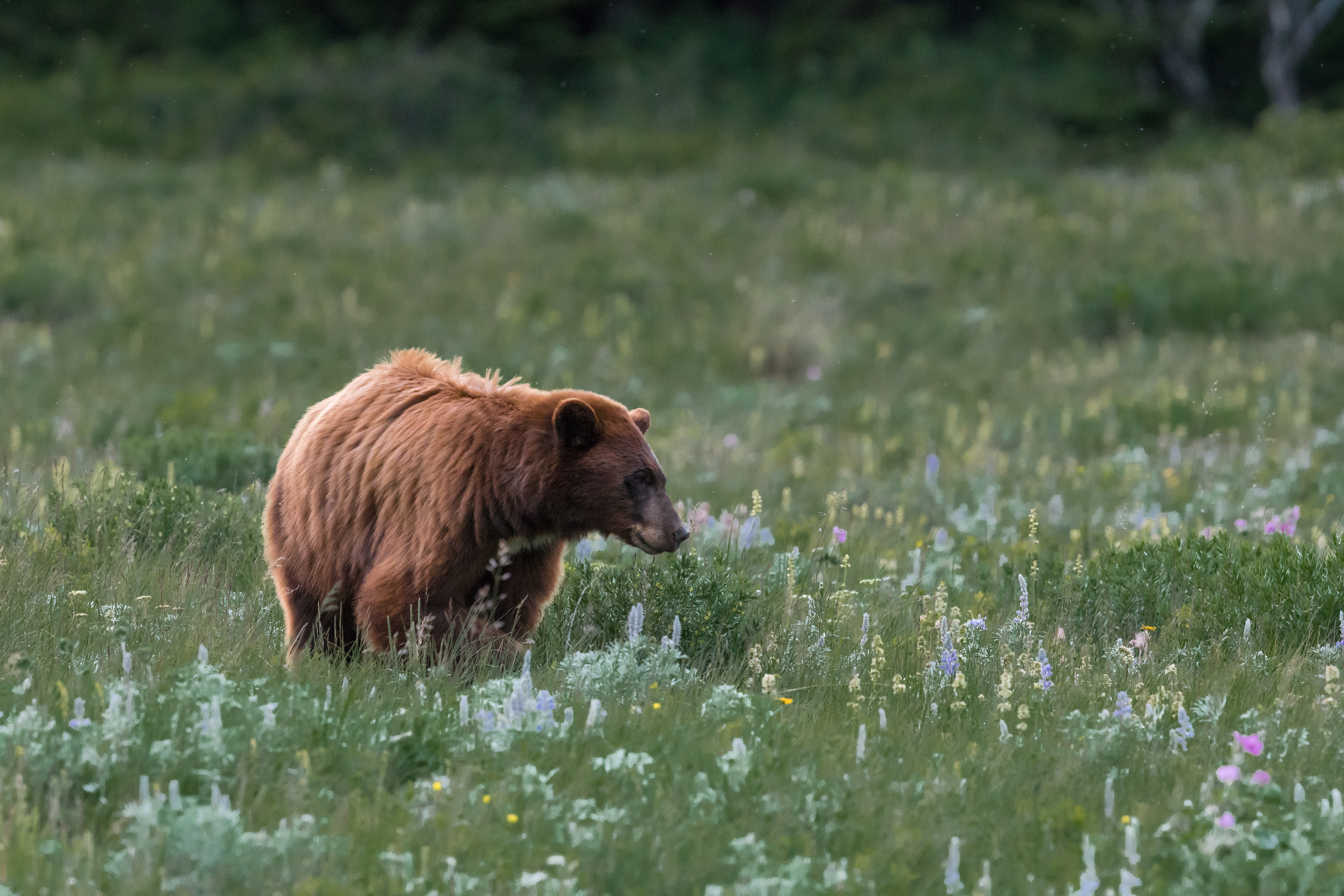 Glacier Bear