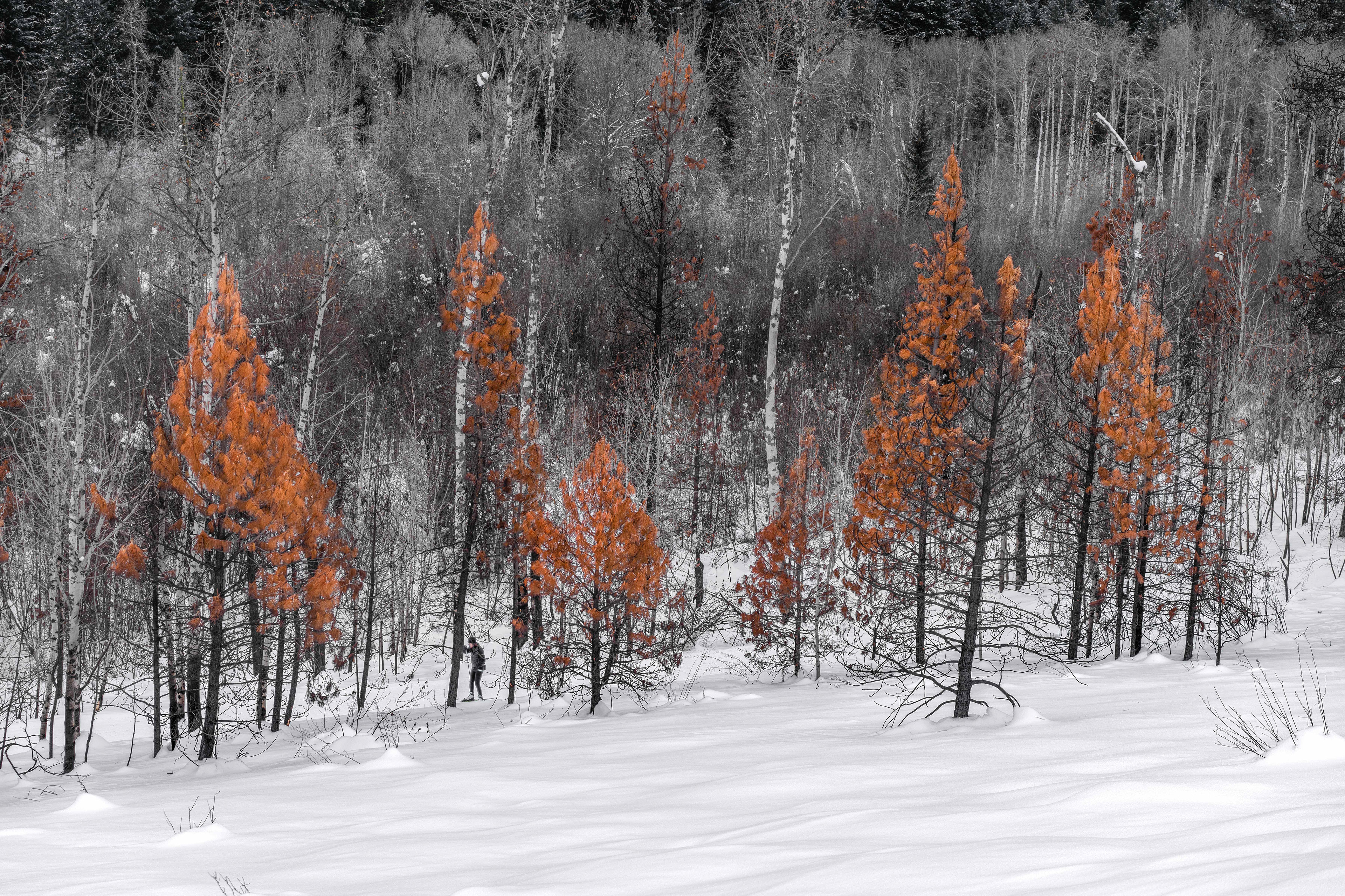 Winter magic in Methow Vally