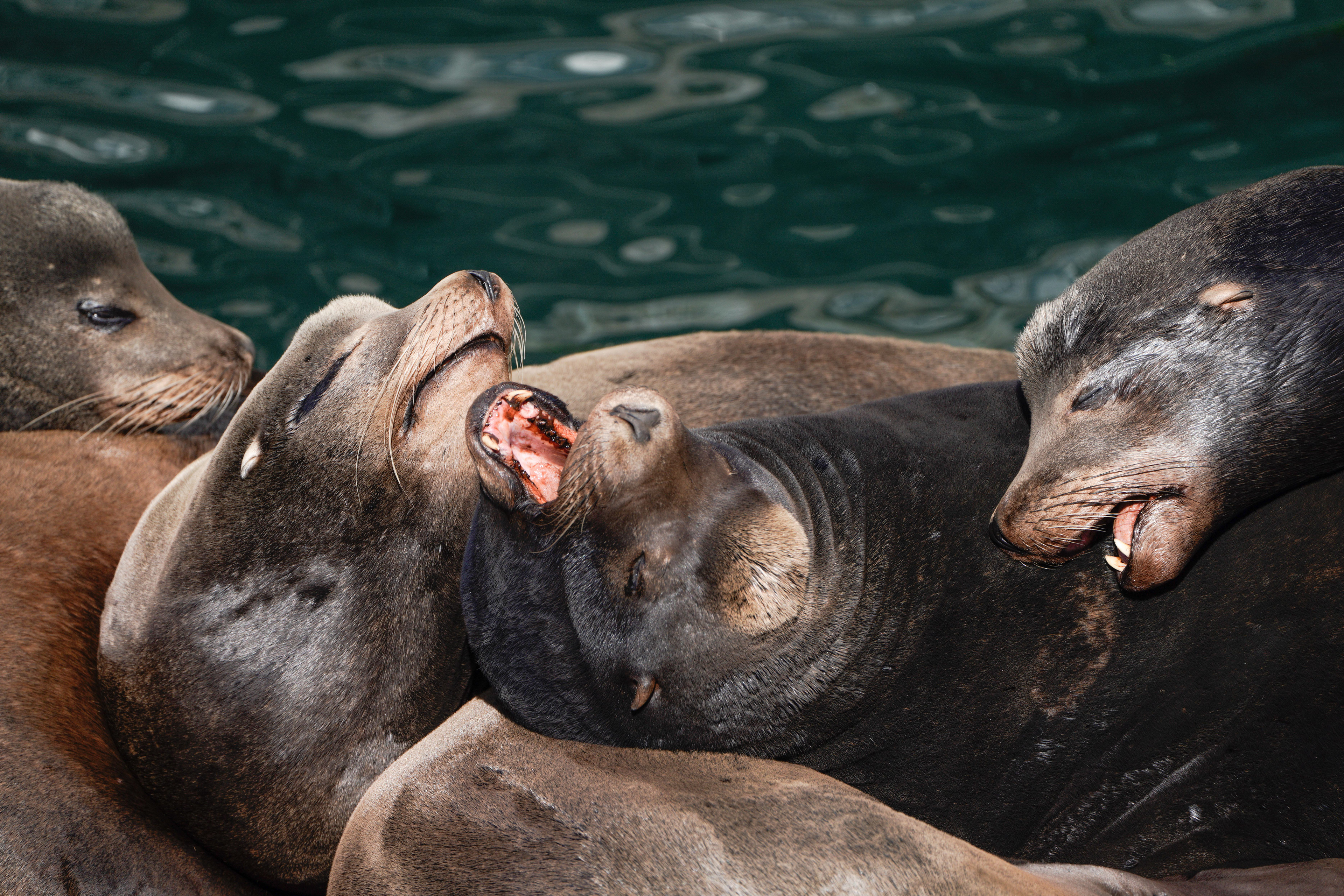 Seals