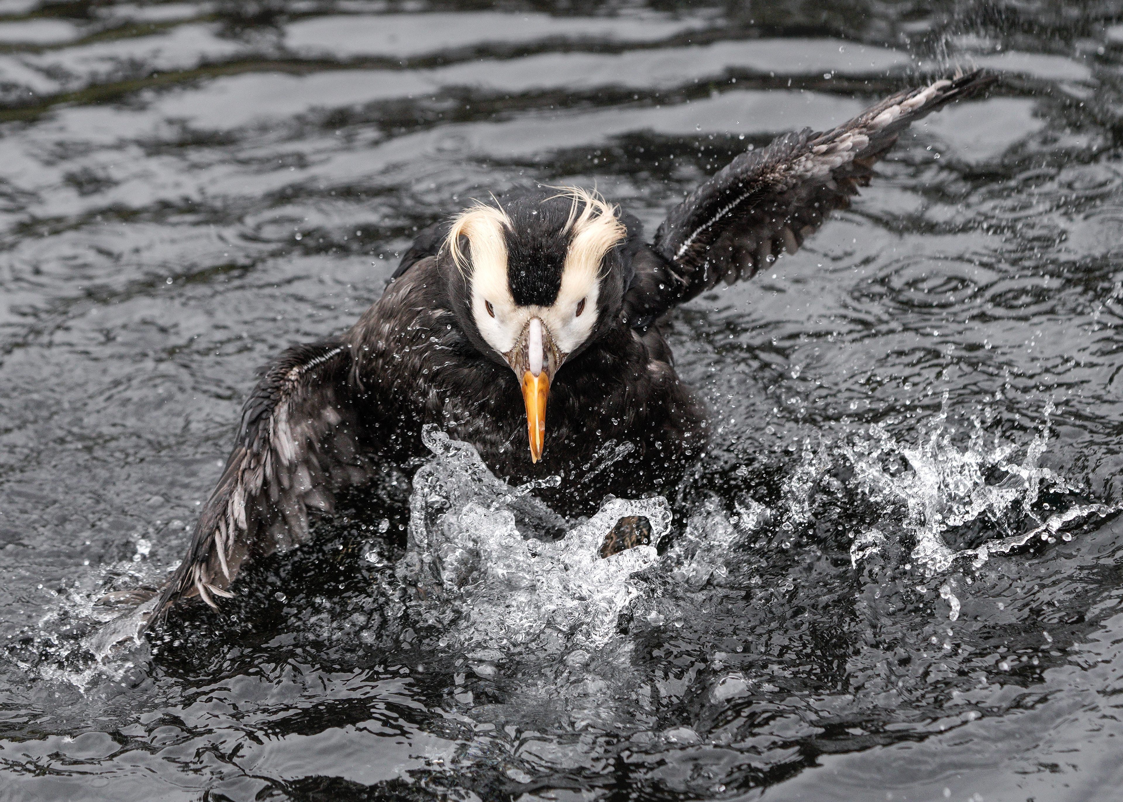 Puffin
