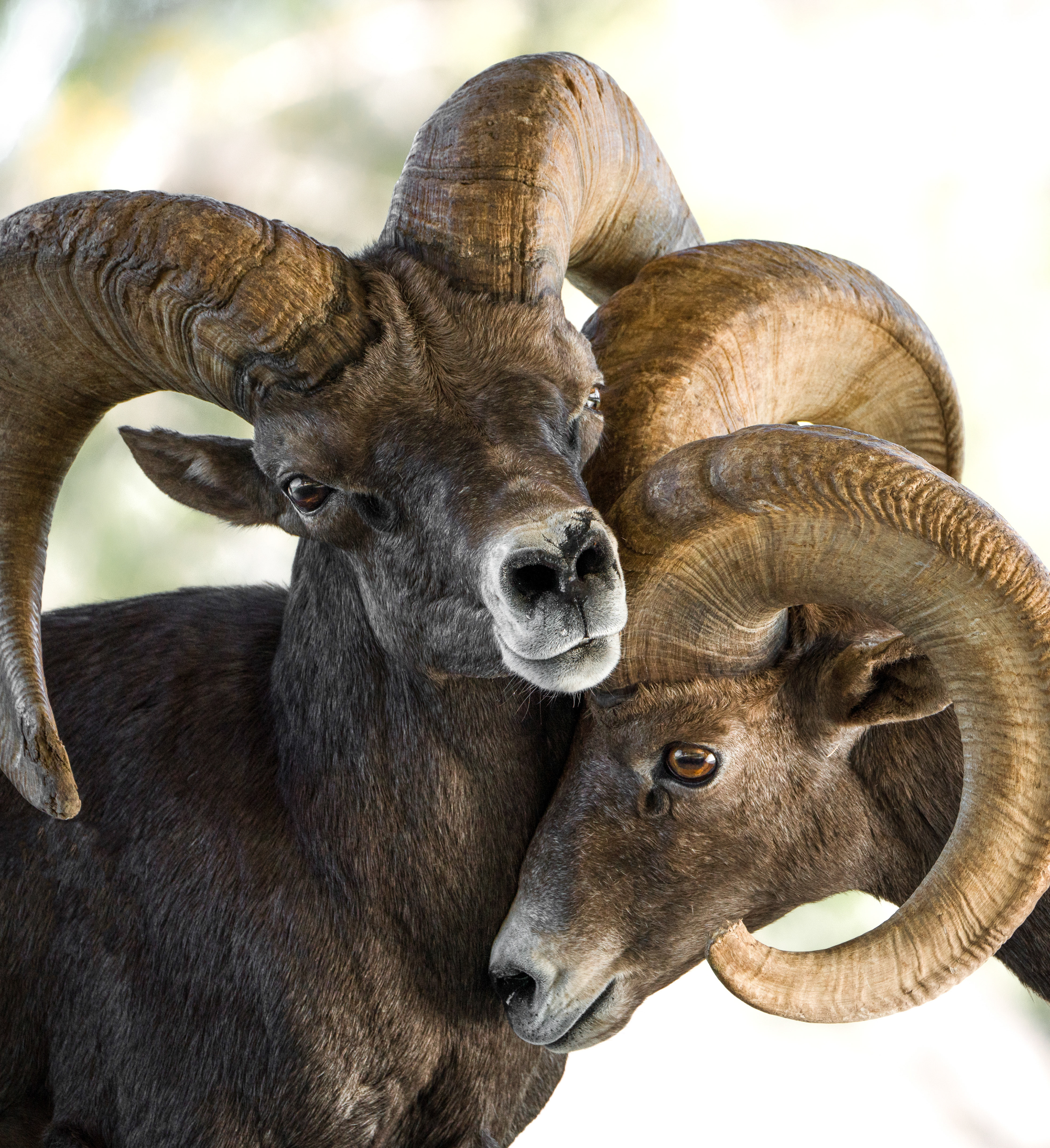 Bighorn Sheep