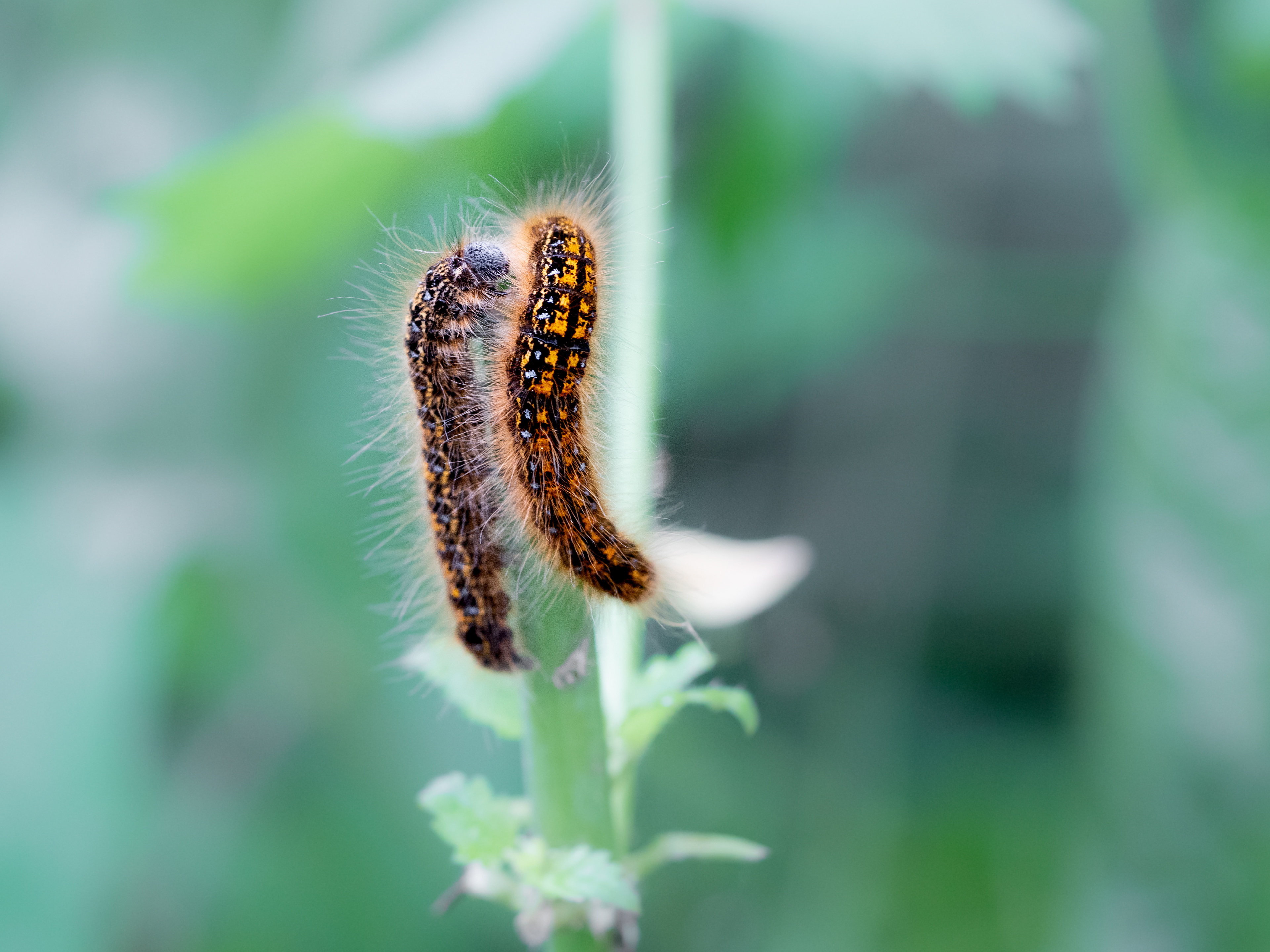 Caterpillars