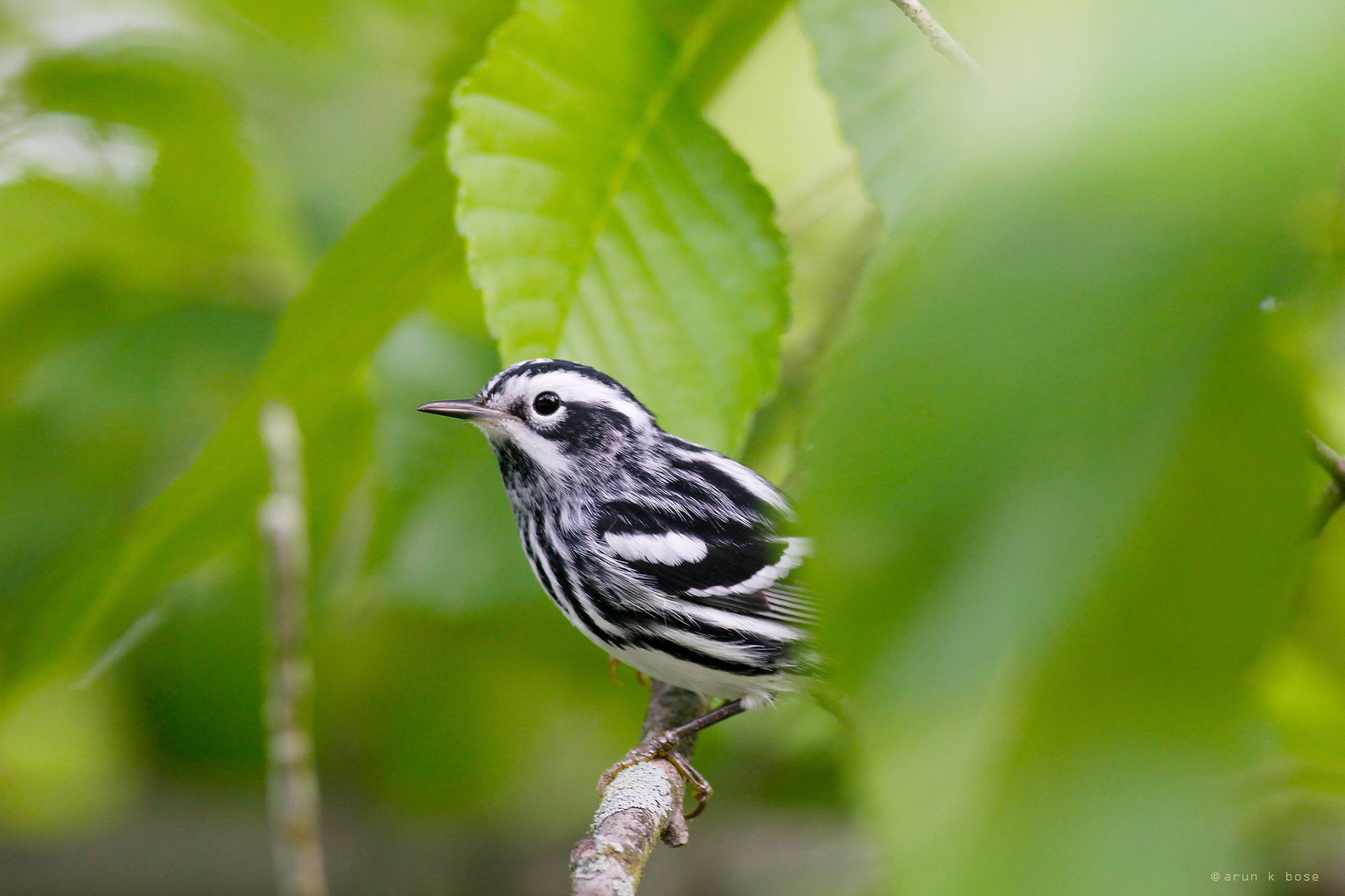 Black-and-white Warbler
