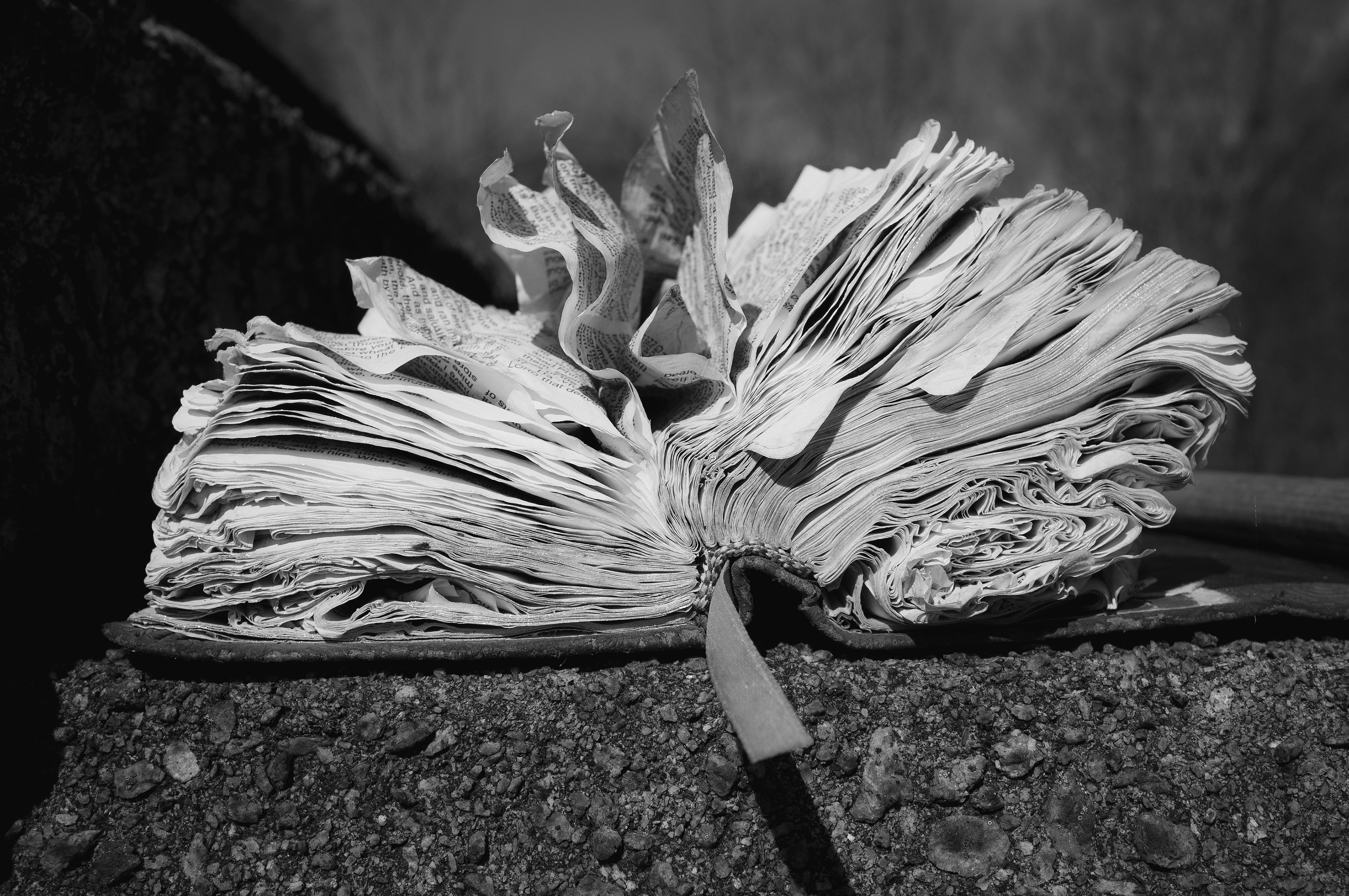 Palm Sunday Bible