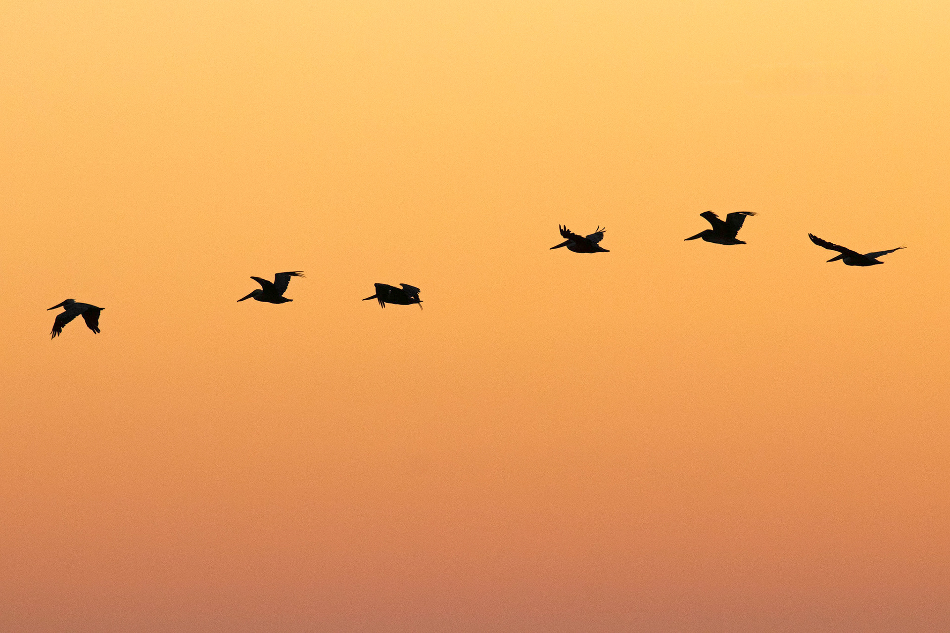 Brown Pelicans