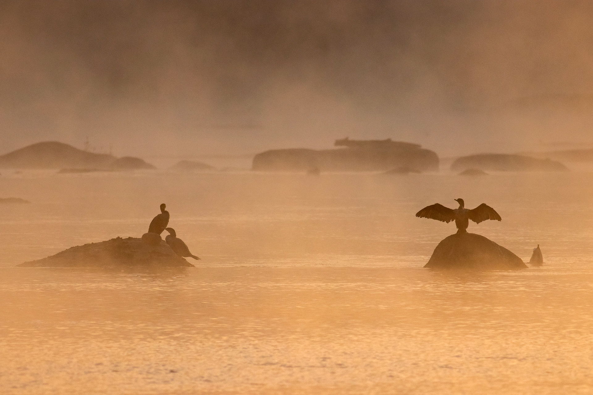 Cormorants on the James