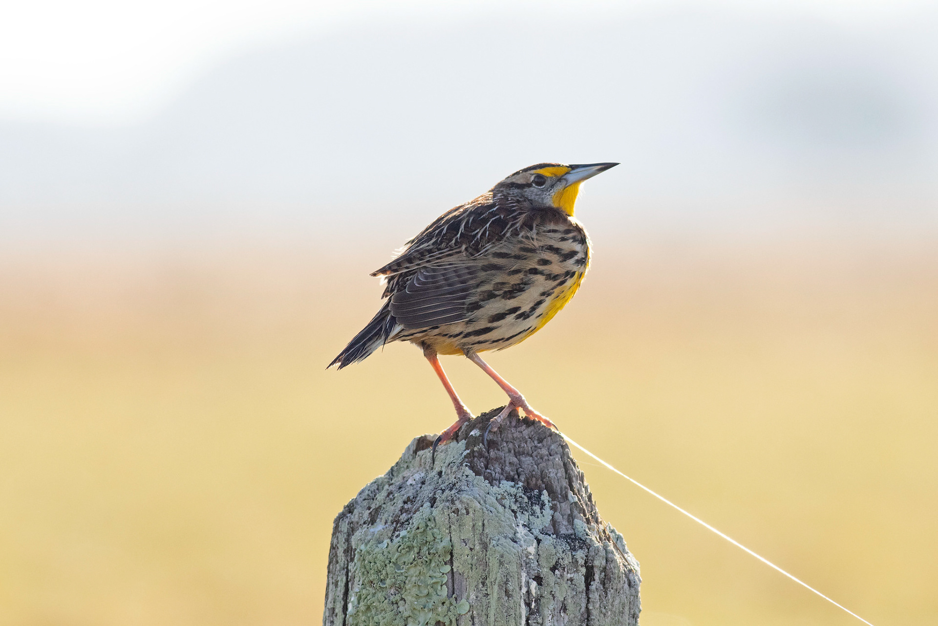 Eastern Meadowlark